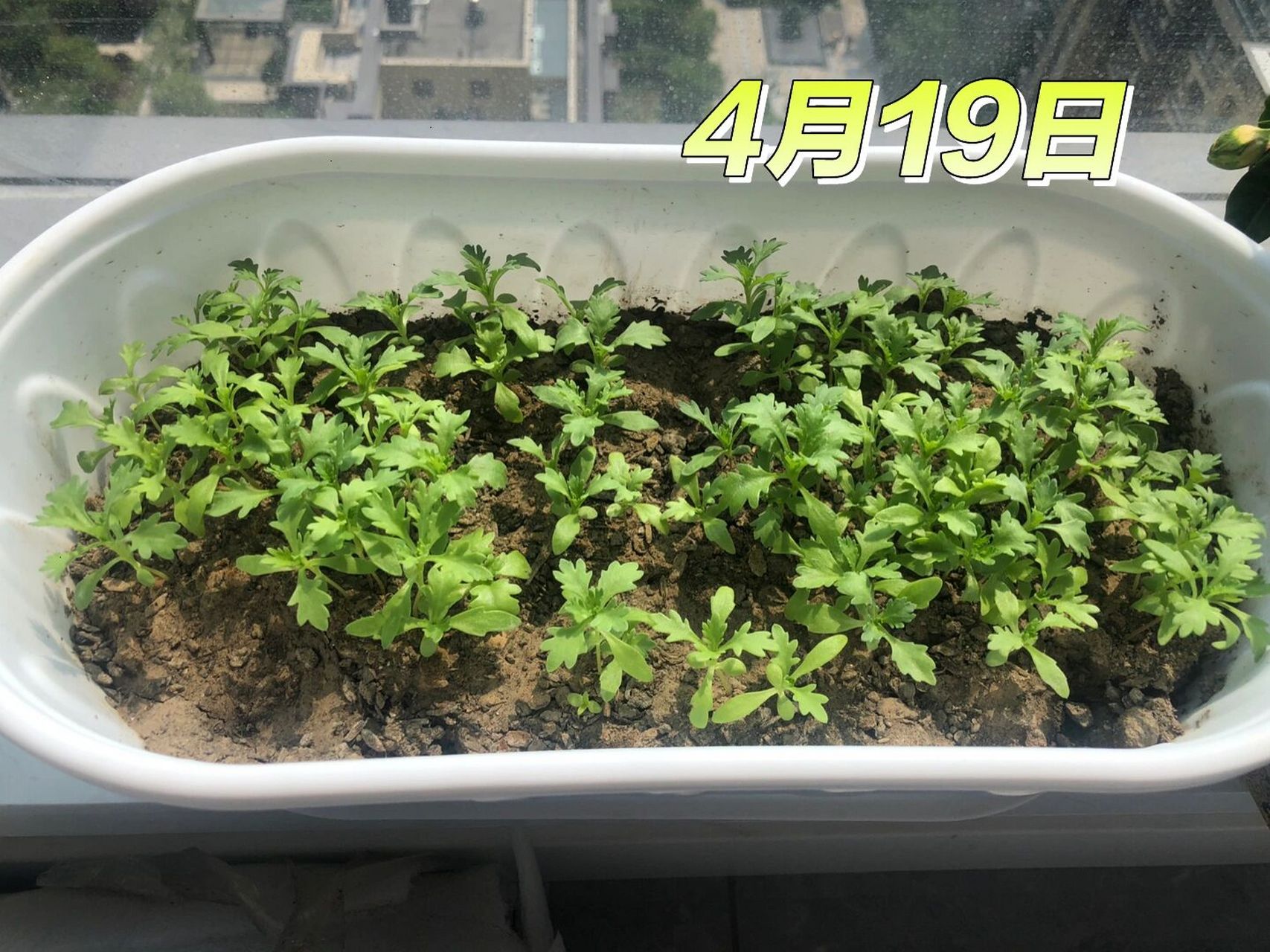 小雏菊生长记 小雏菊从发芽到现在已经整整一个月了,听说三个多月就