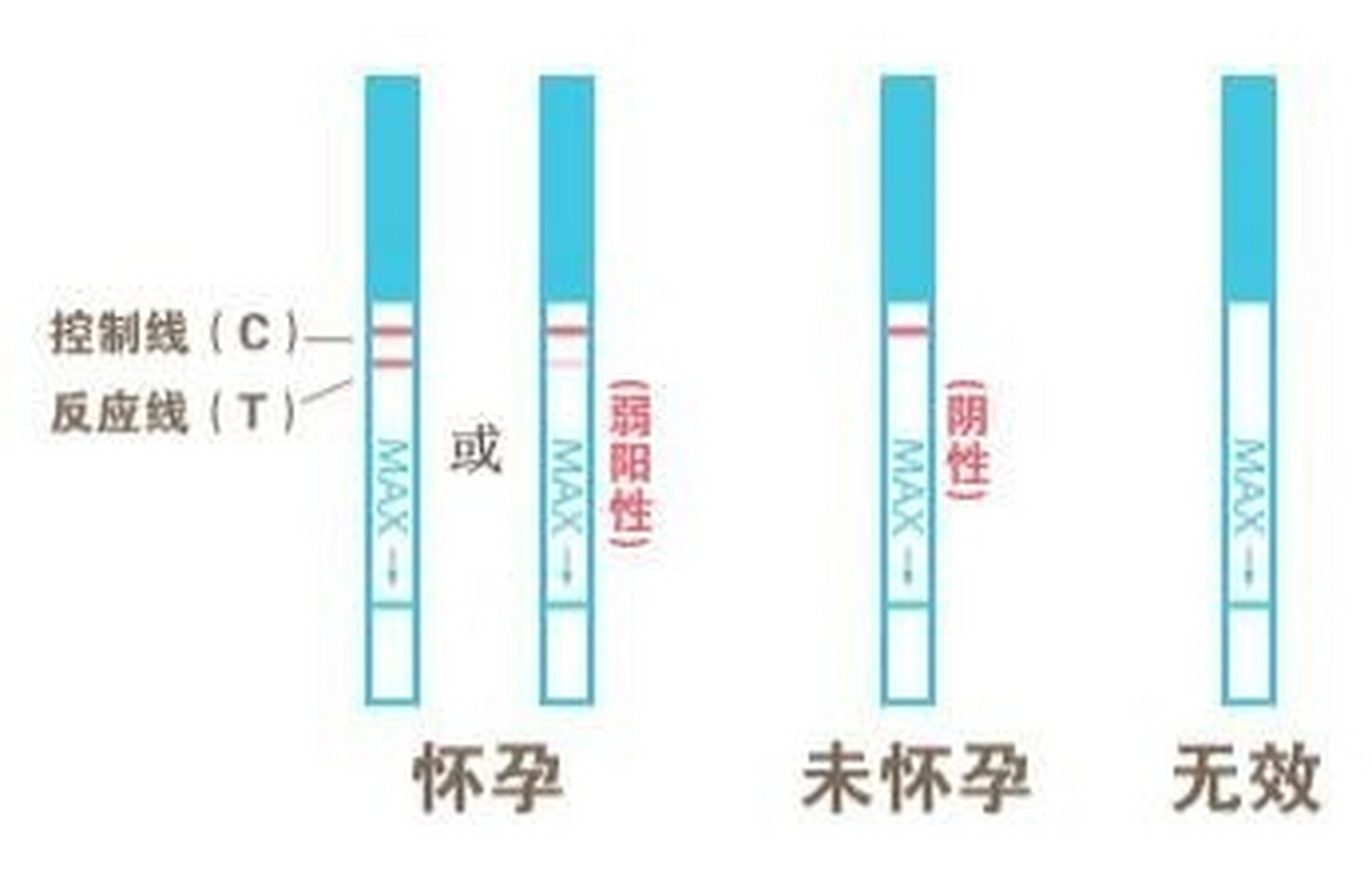 验孕棒的原理 女性怀孕后,体内人绒毛膜促性腺激素(hcg)水平会在约1