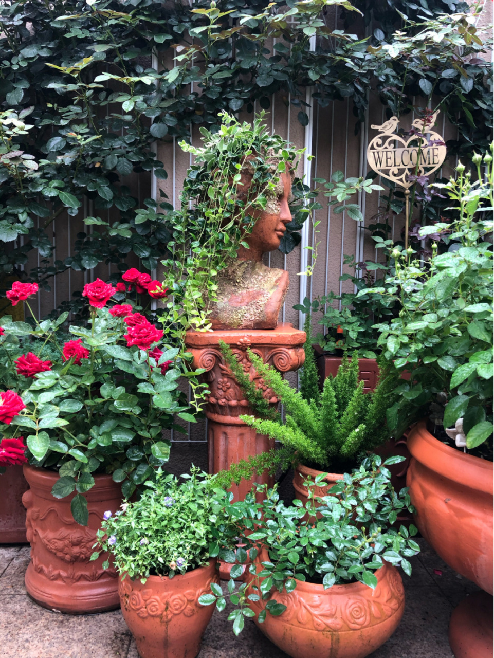 常绿小植物 40平米的花园已经塞的满满,天天喊着减减减,可是一直在入