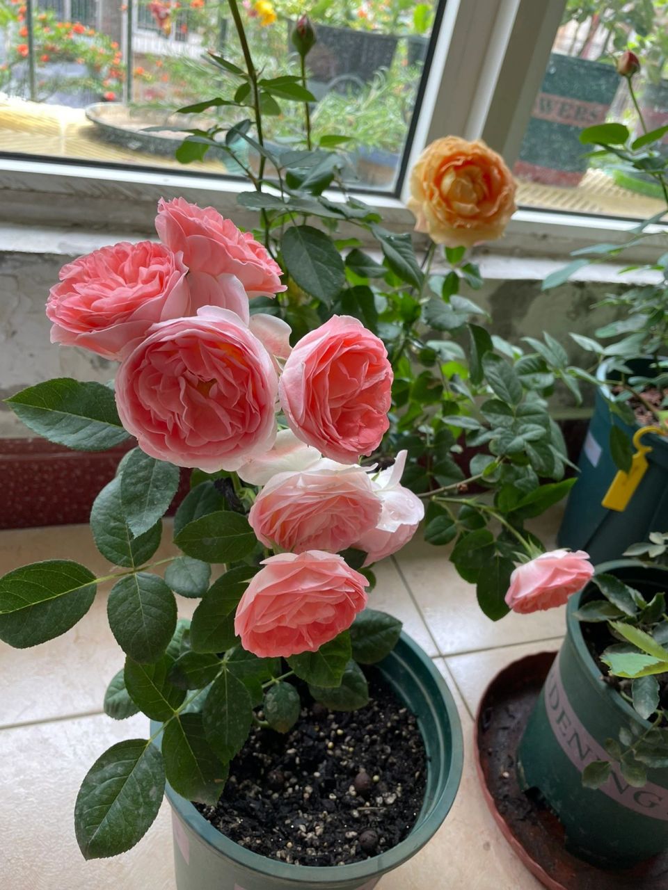 好看的花花月季诺娃 诺娃小可爱,如果阳台月季花只选一种,我选诺娃,她