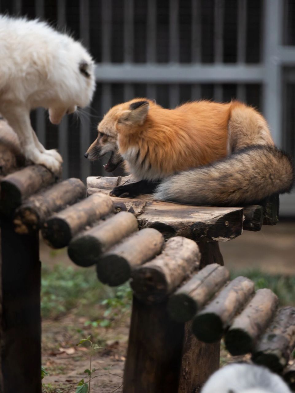 神奇动物在哪里# #合肥野生动物园# #笔记灵感# #动物园# #狐狸