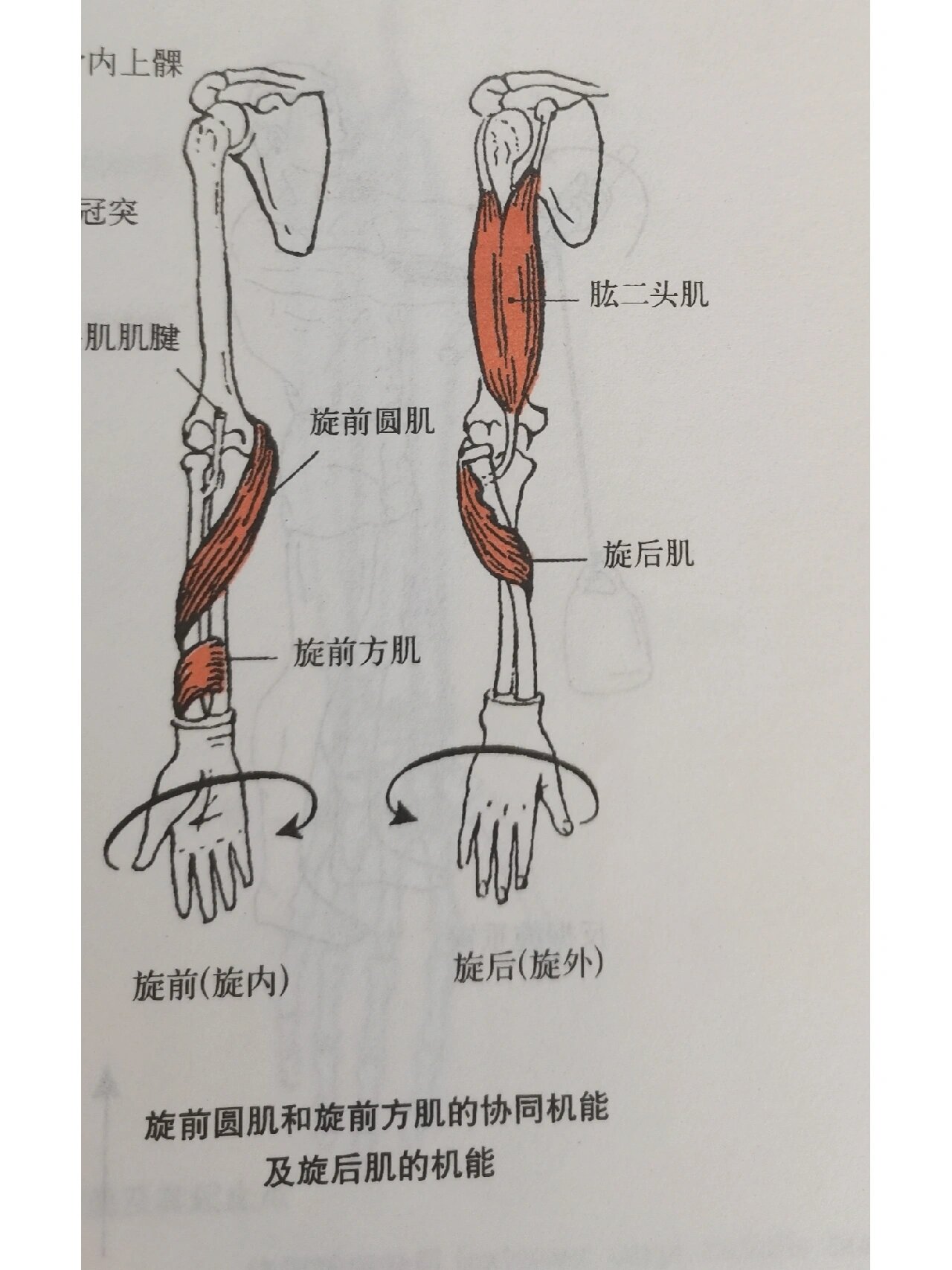 每天学习一个肌肉