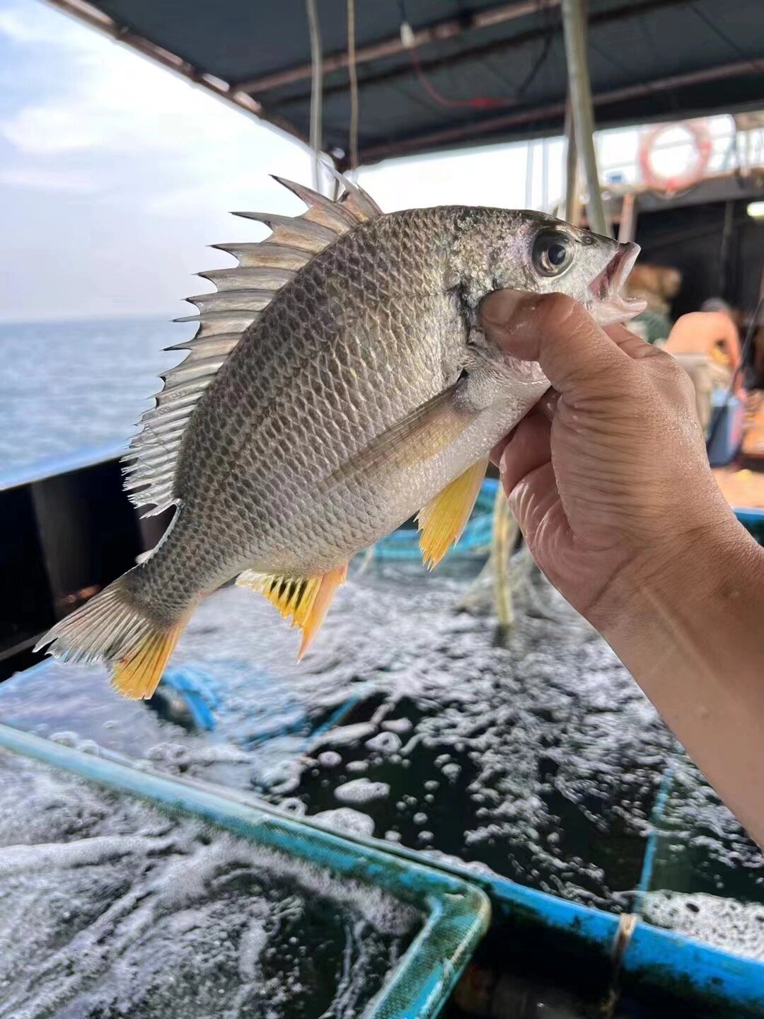 本文就来告诉你,海钓黄翅鱼该如何种草!