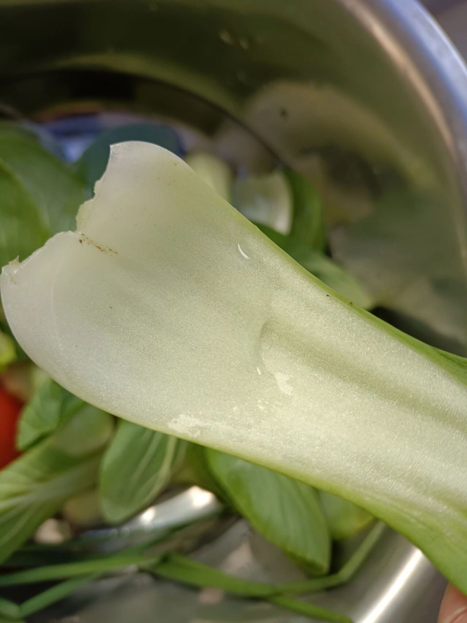 终于明白这个菜为什么叫瓢儿白了 这个白色根茎部分真的很像个勺子,都