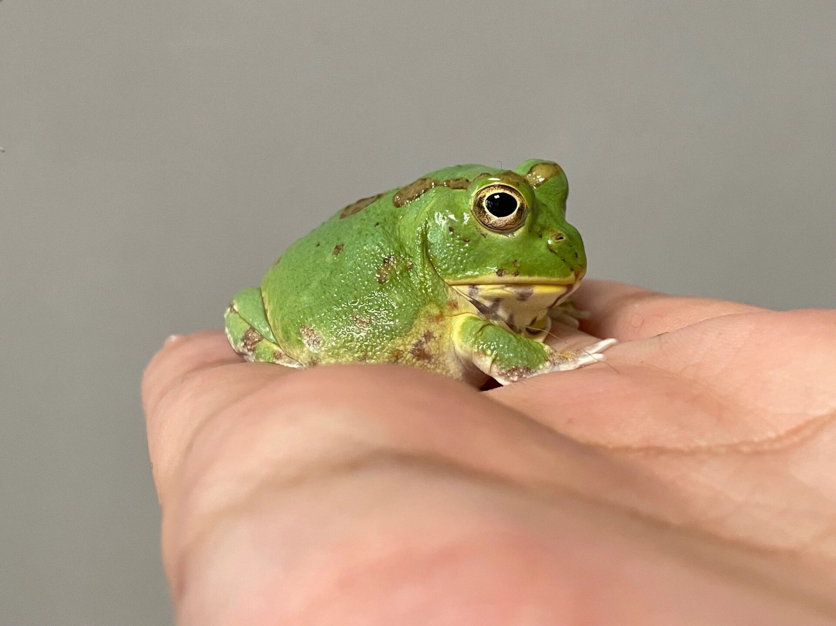 特立独行| 史上最萌的波子角蛙值得入手嘛?