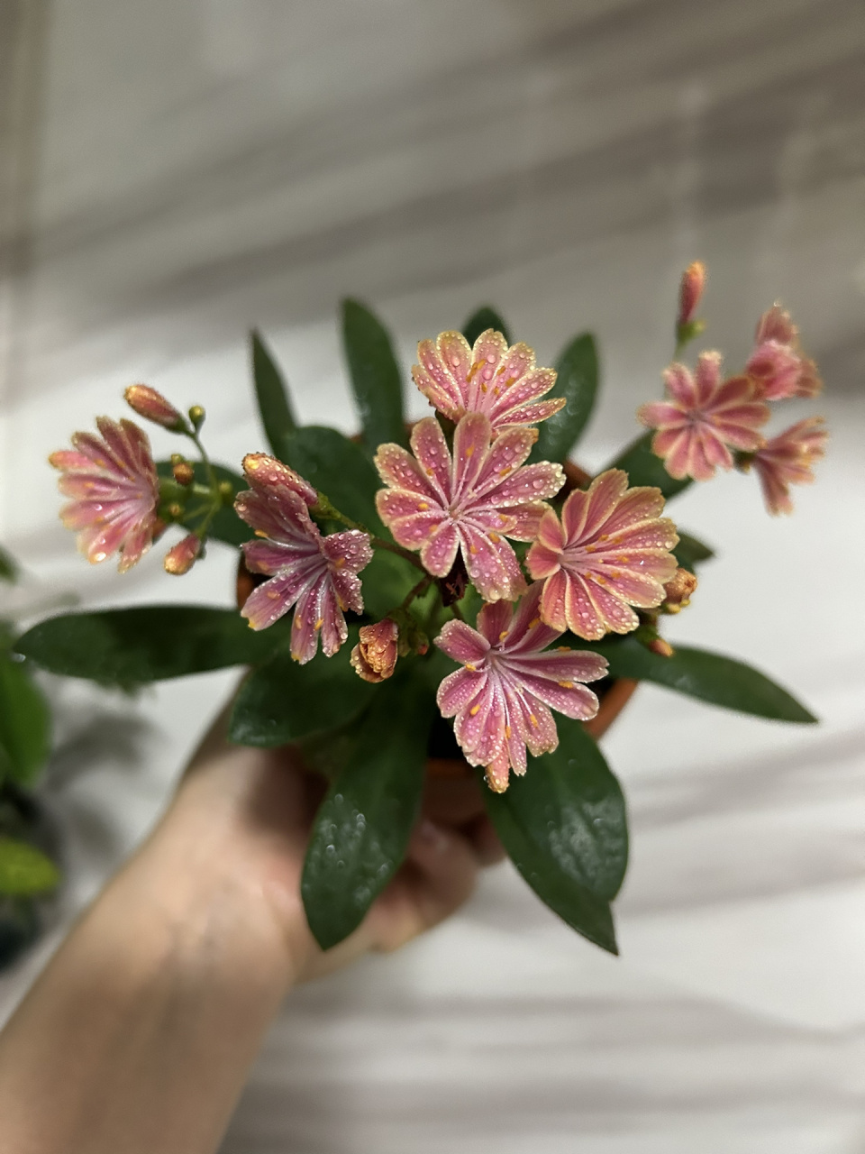 pdd购买的露薇花   买了换了盆几天没管自己开花啦