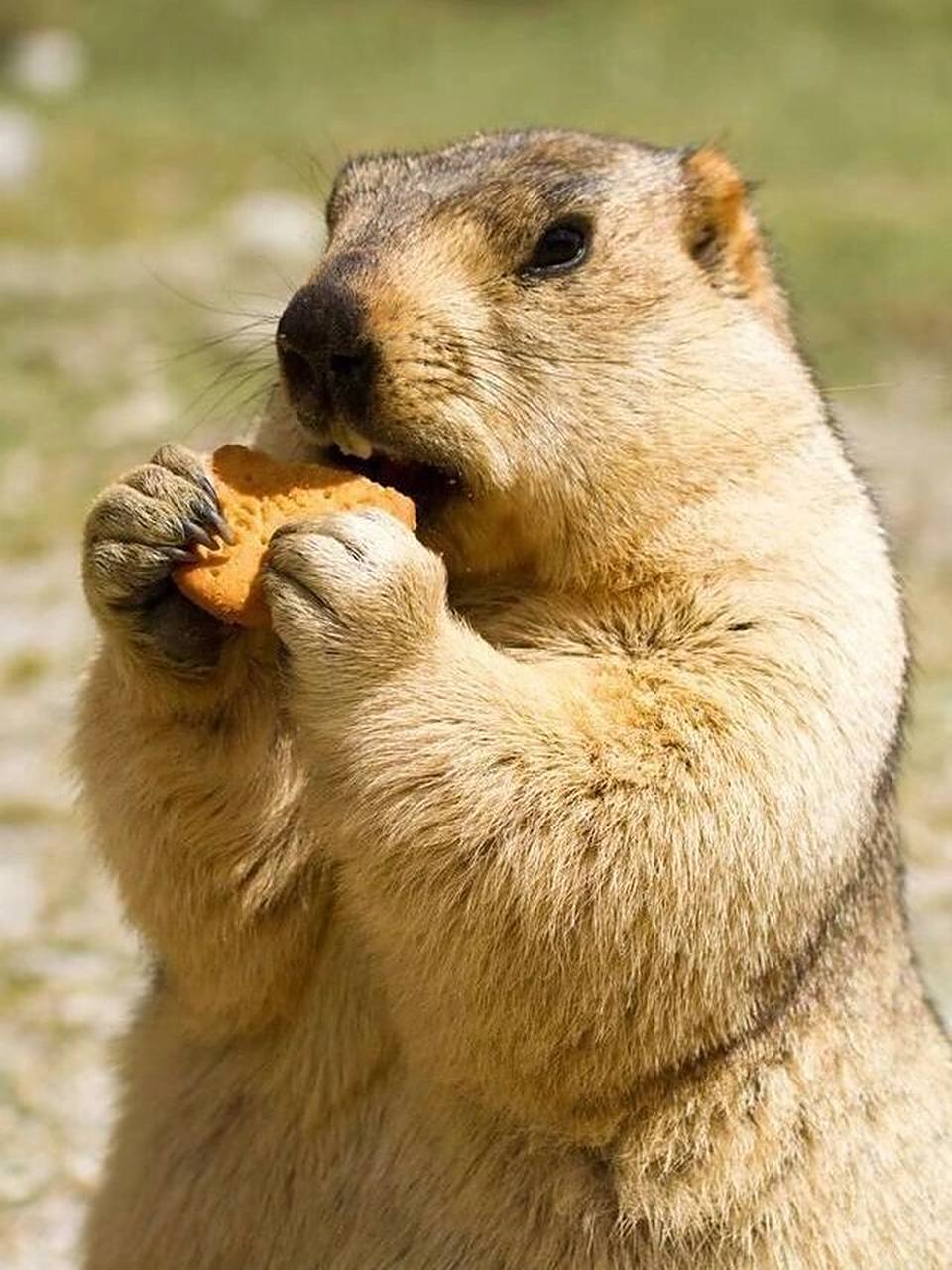 土拨鼠 真的有被肥嘟嘟的土拨鼠可爱到