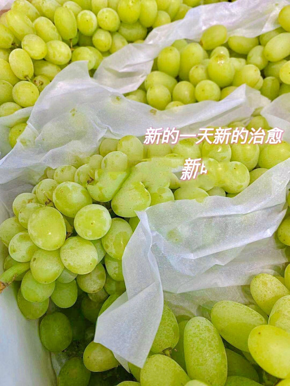 新疆马奶提 来点这个季节没有的吧 所有提子中 性价比最高的一款 口感