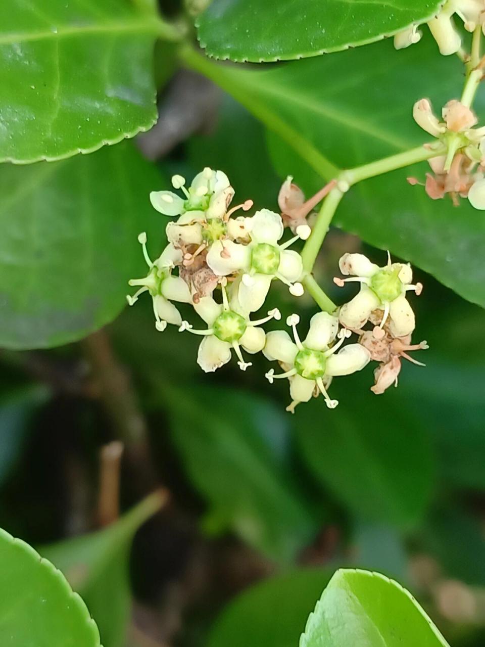 北海道黄杨开花图片