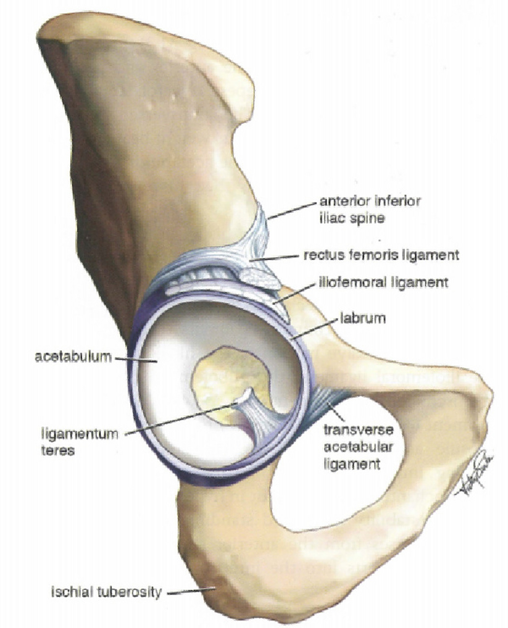 盂唇的功能第一首先是增加髋臼与股骨接触面积.