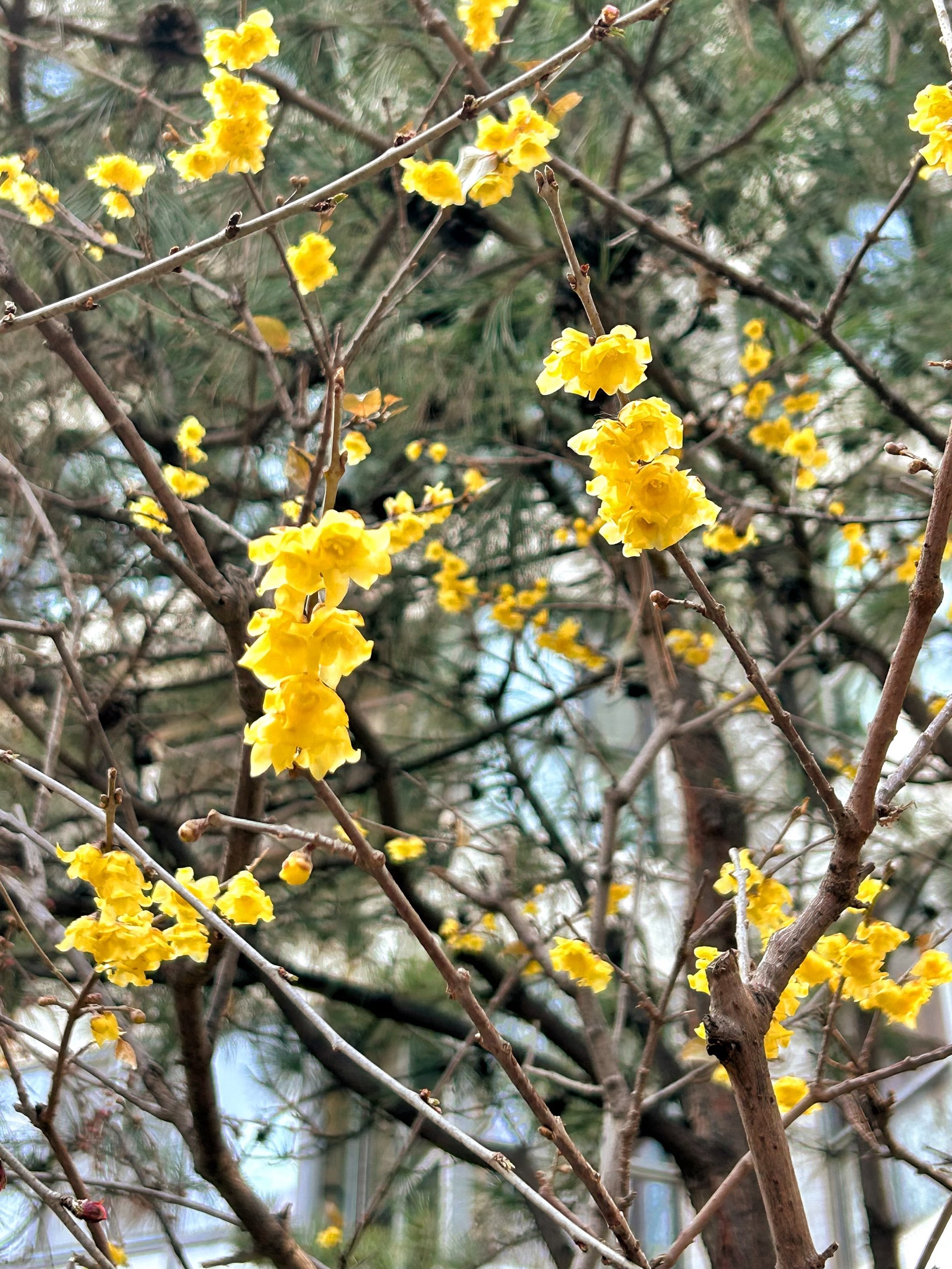 天坛公园腊梅图片