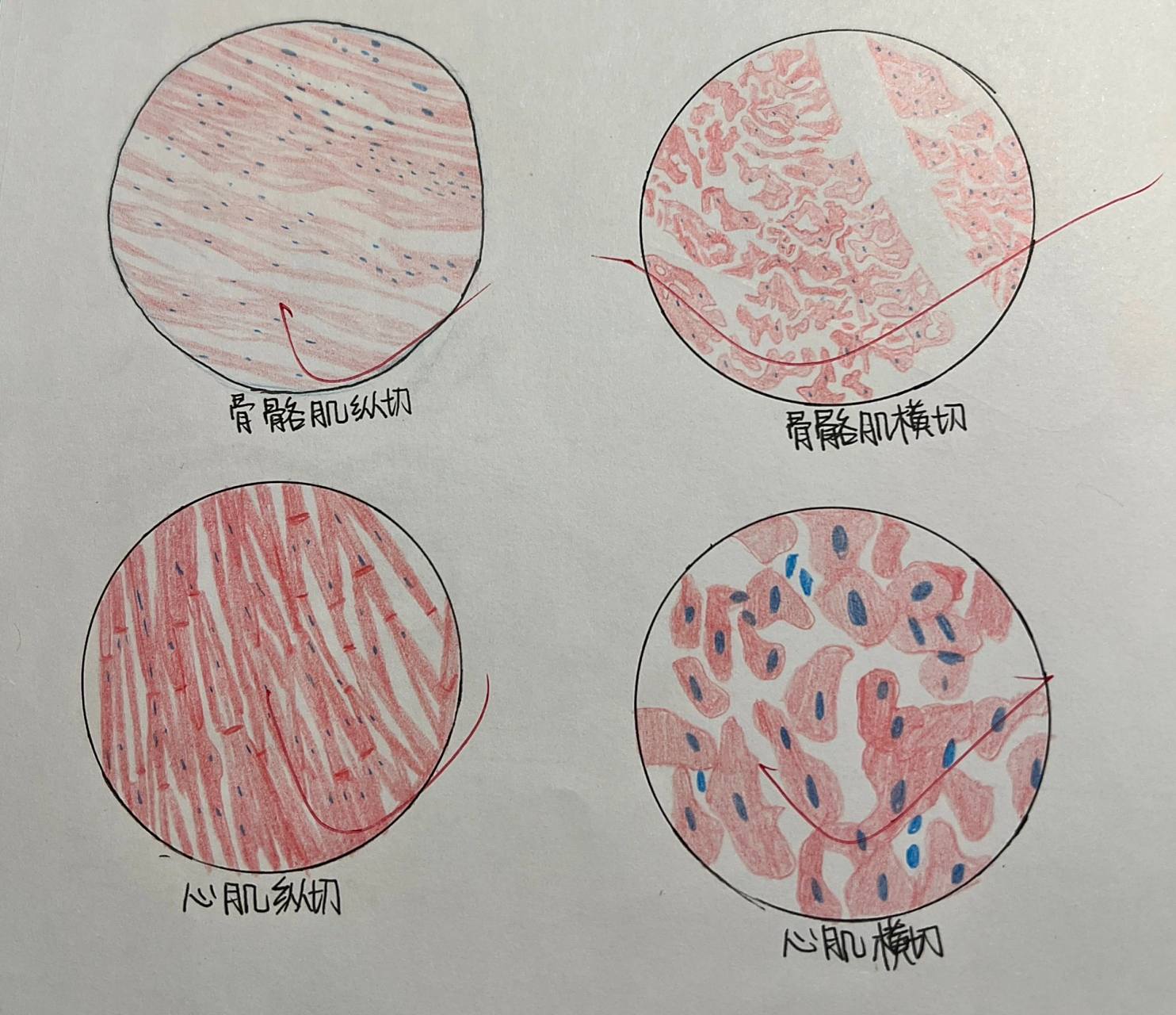 心肌 平滑肌 骨骼肌 横/纵切 绘图  40倍