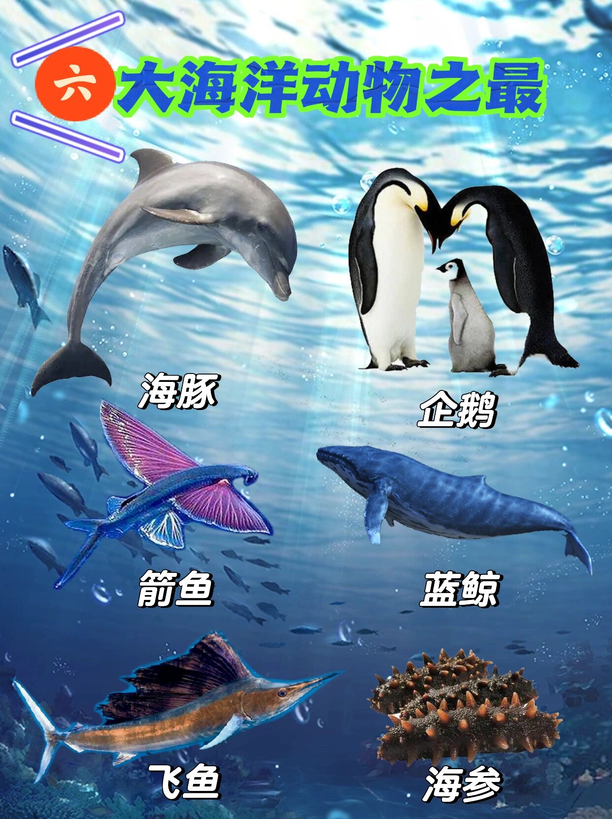 六大海洋动物之最|海洋动物知识科普98 兰色海岸大队长来给小朋友