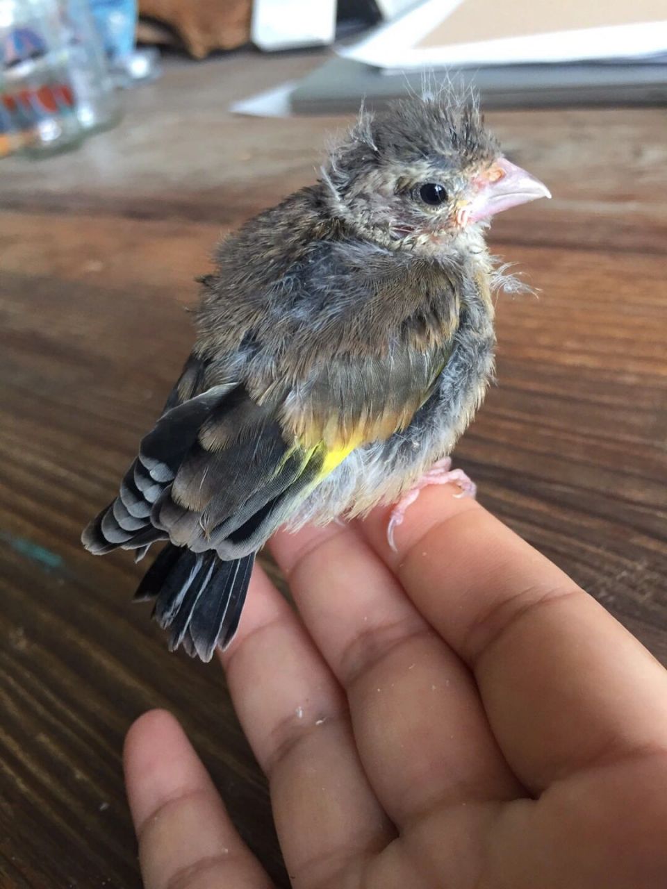 金翅鸟(雏鸟)成长观察录 最直观的对比 从8月23日捡到墩儿 到8月30日