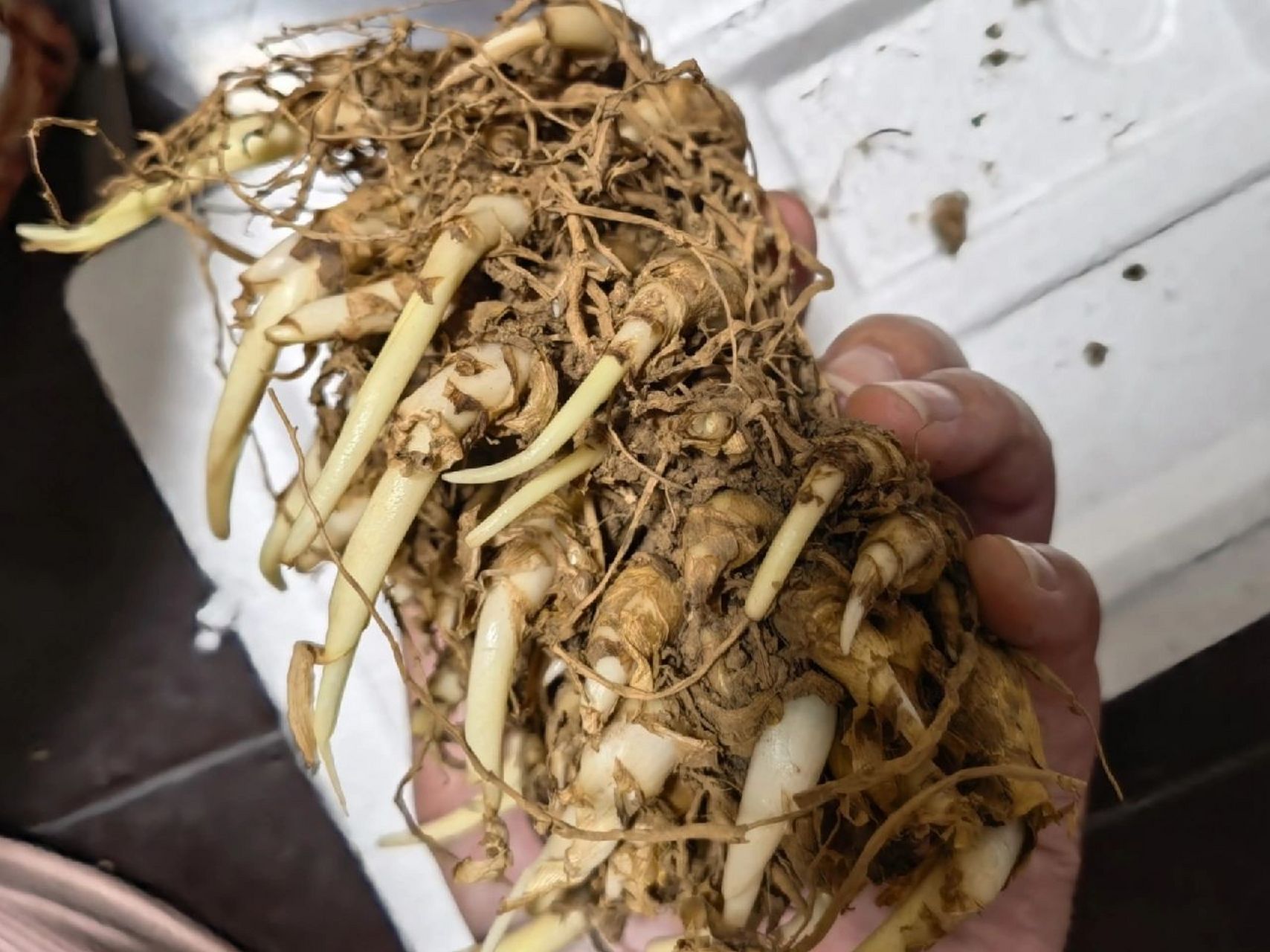 晚香玉种球种植记录 上海疫情原因,快递积压,种球寄了十六天才到手上