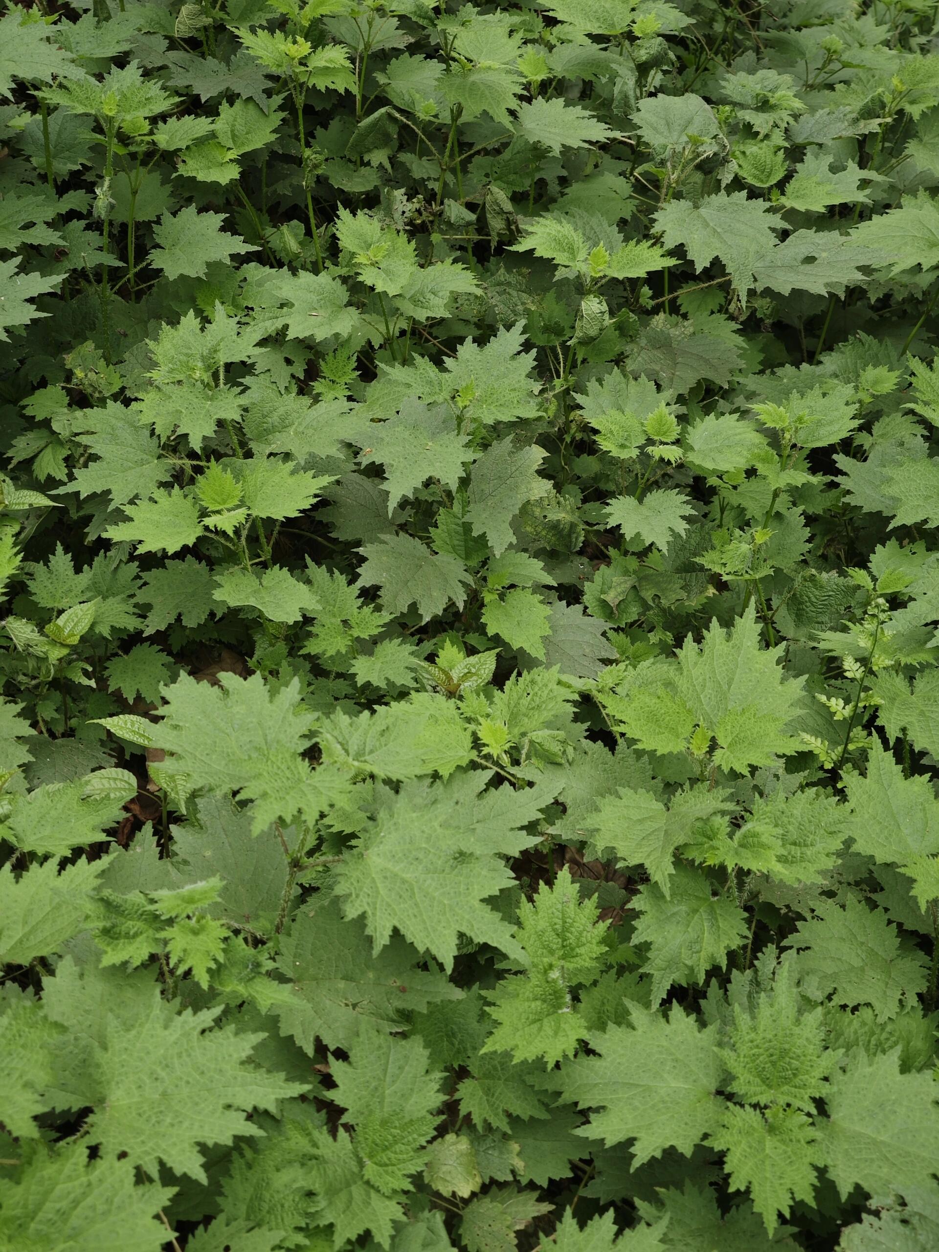 席麻扎手的野菜图片