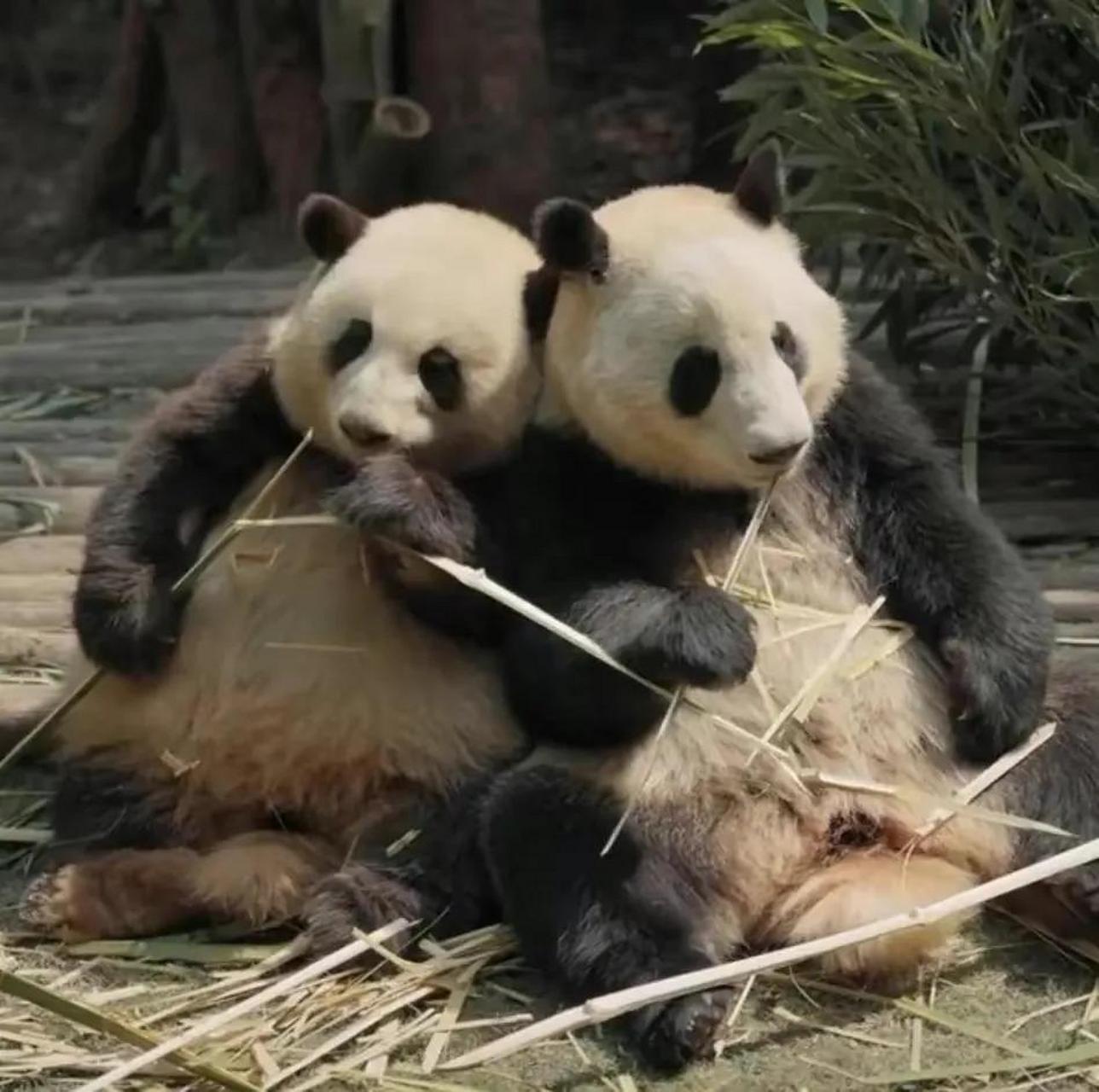 大熊猫和花和和叶真是一对好贴心的姐弟呀.