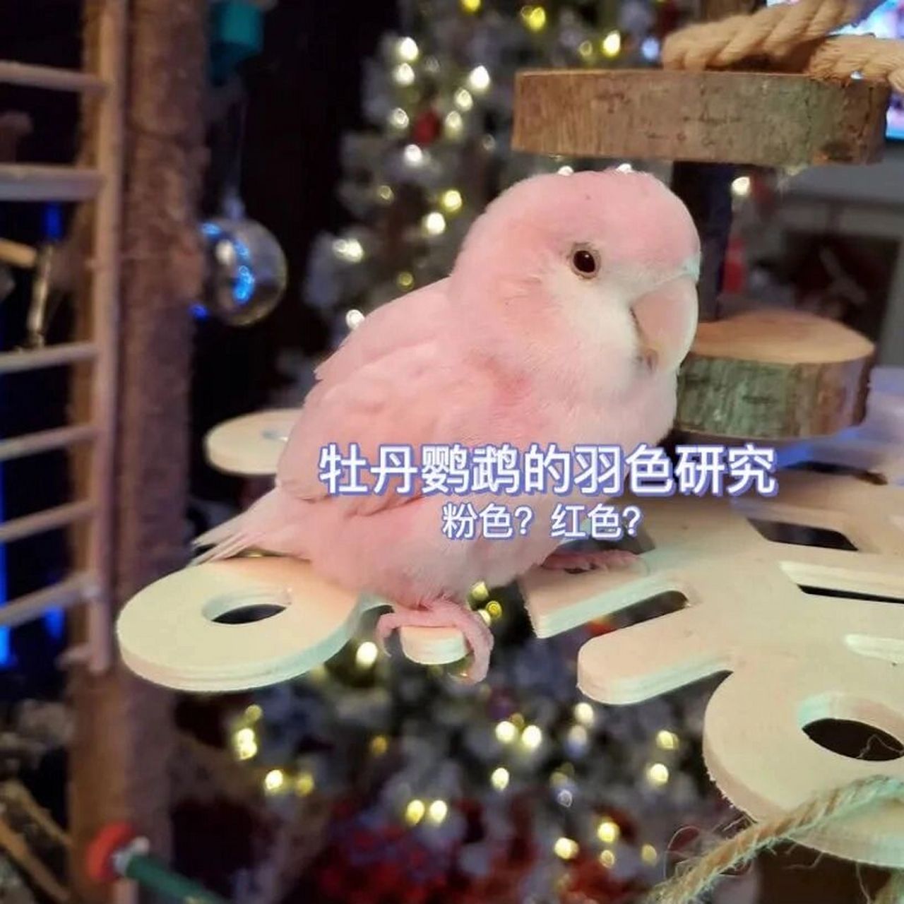 说起粉色鹦鹉,大家都会第一时间想到红宝石秋草鹦鹉,粉葵之类的品 ..