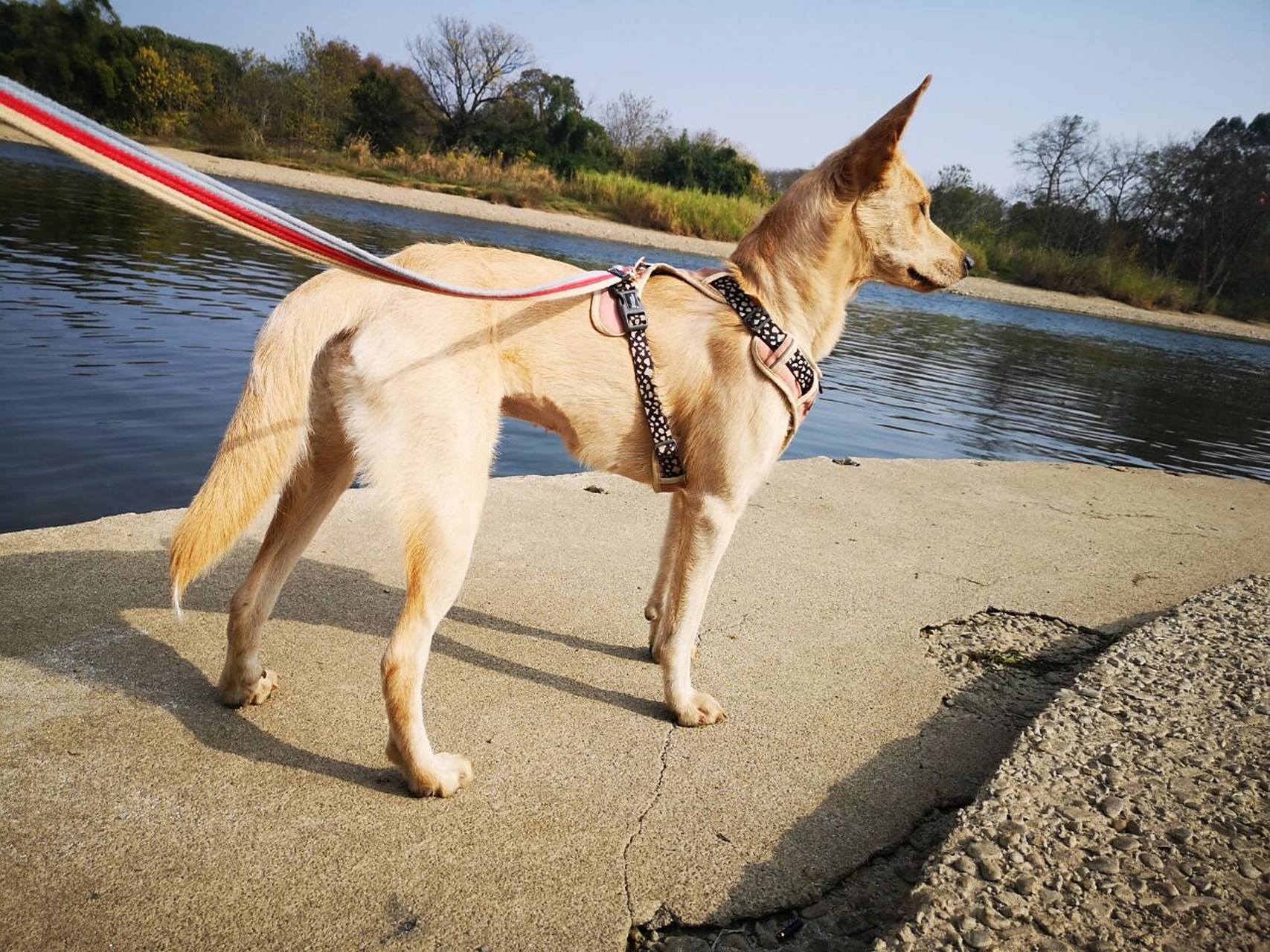德牧拉多串 两个品种的狗子我都很爱,逛海鲜市场无意中看见的,毫不