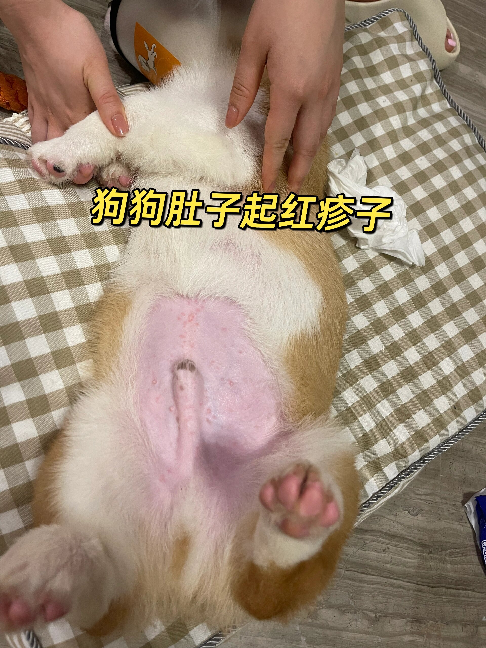 大病的 只要细心照顾很快就恢复 我是先把肚子的毛剃了然后擦干净尿渍