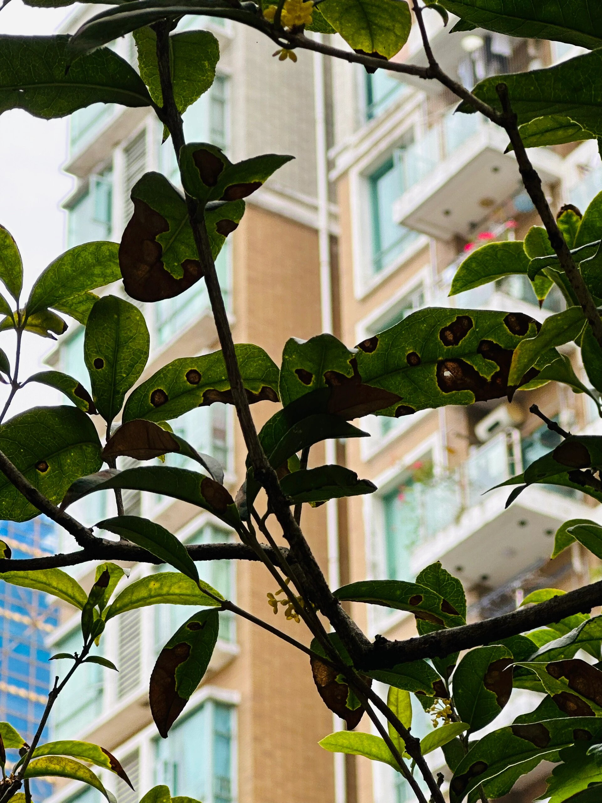 桂花叶子焦边,怎么回事?