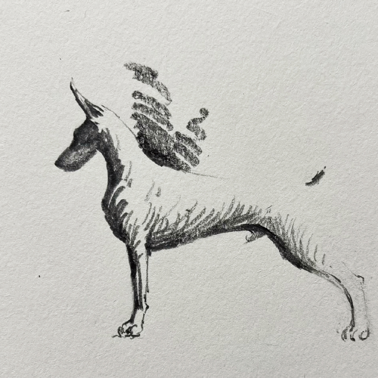 再给大家带来一组帅气的杜宾小画,画杜宾,线条一定要果断肯定,大笔