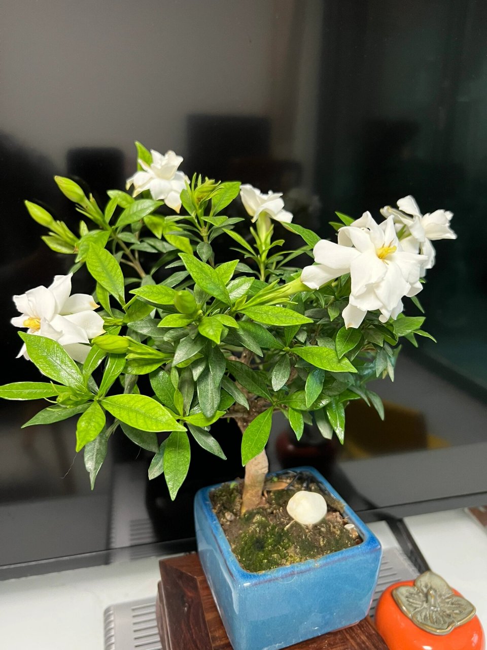 雀舌栀子花 重瓣花不结果的雀舌栀,有的地方叫罗汉栀,现在也有叫寿星