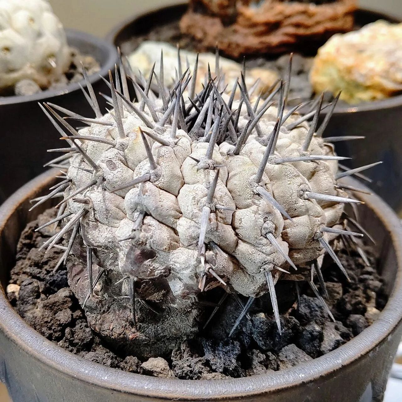 old money挚爱 黑王丸 黑王丸 拉丁名:copiapoa cinerea 黑王丸应该是