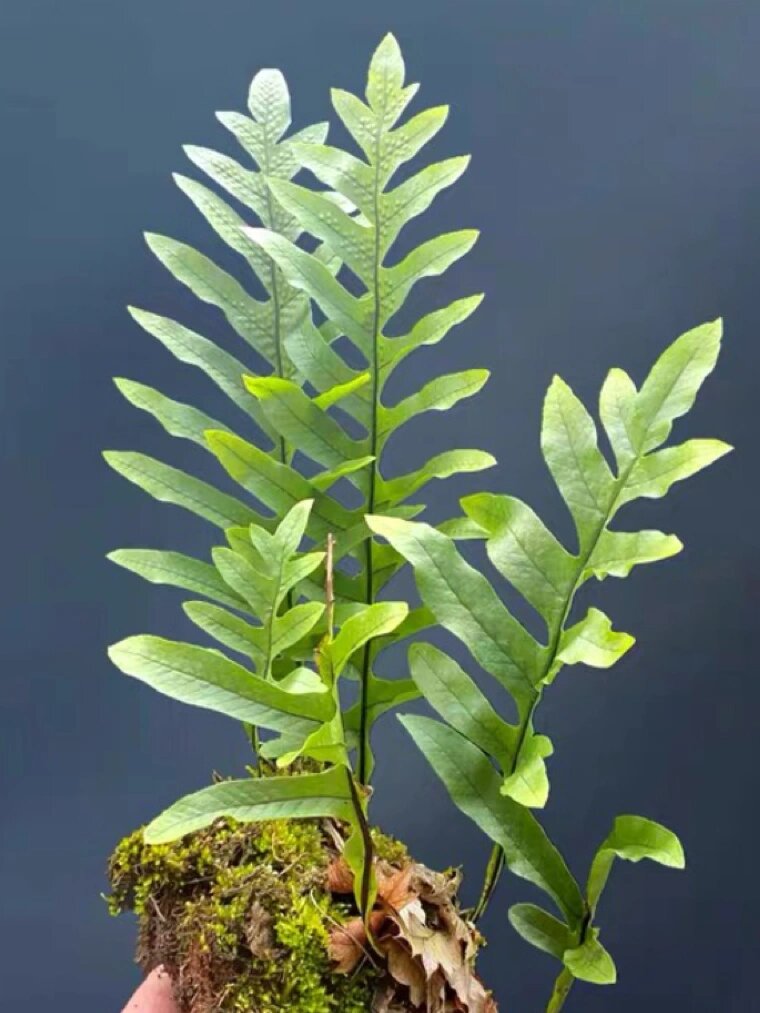 ching)又名穿石剑,皇冠蕨,是槲蕨科,崖姜蕨属植物.