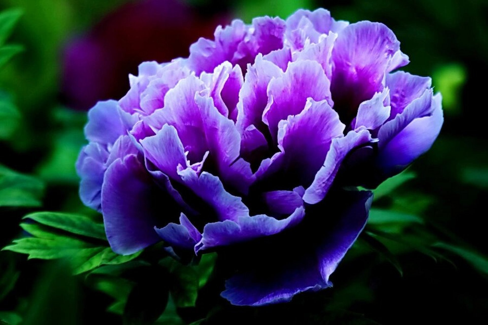 雍容华贵的牡丹与武则天斗智斗勇 牡丹,雍容华贵,中国的传统名花,有"