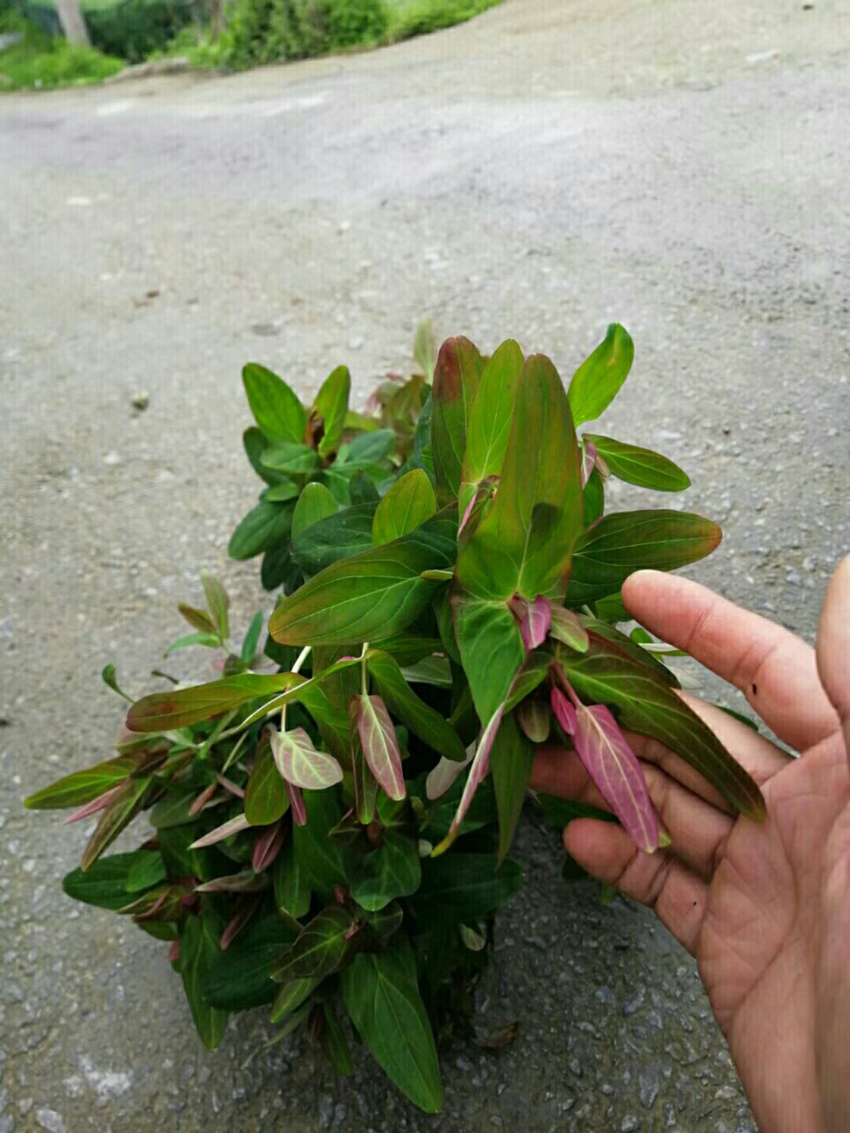 对月草,对妇科问题有很好作用. 妇科