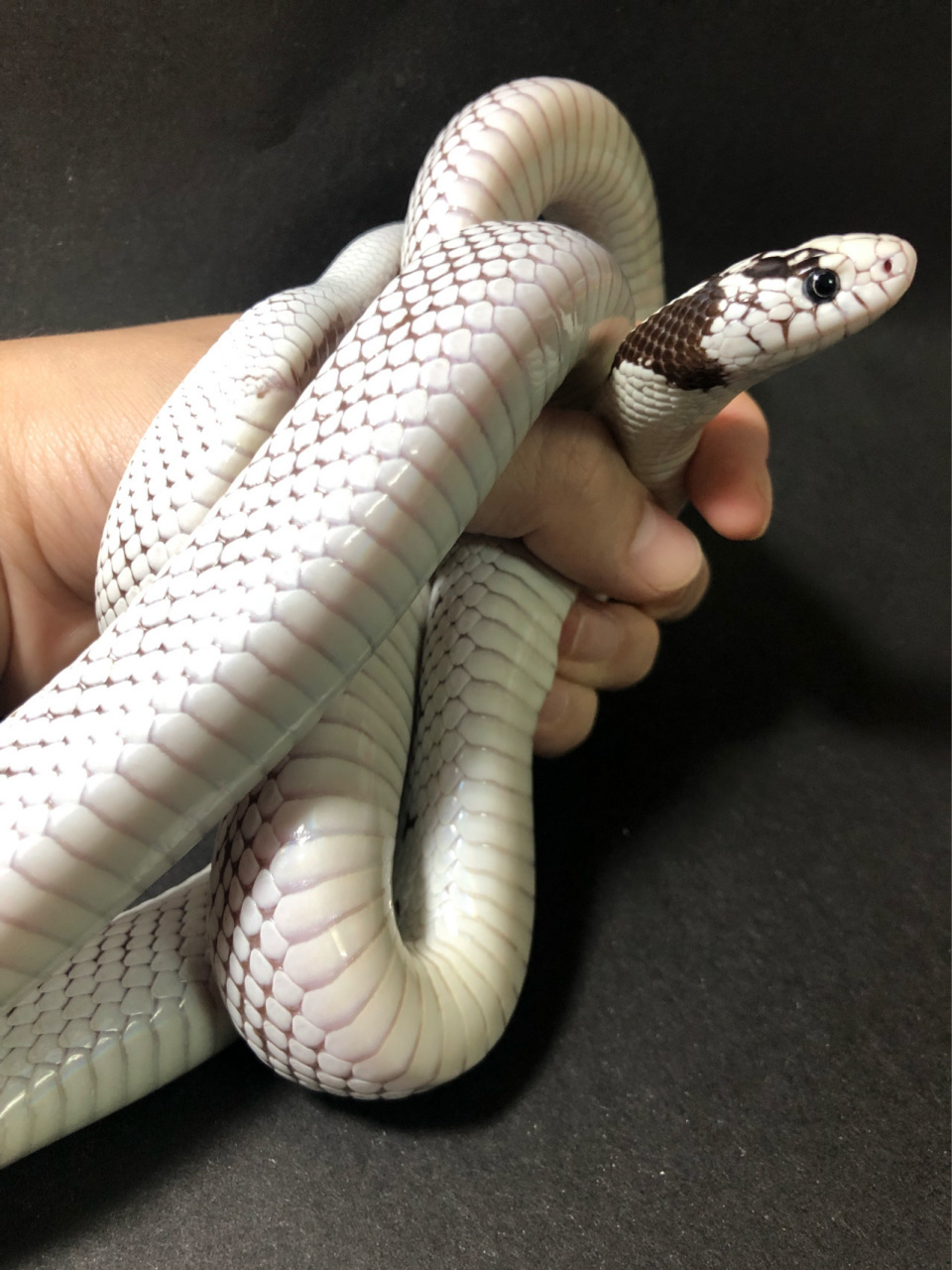 高白加州王蛇丨霸气与贪婪的代表.