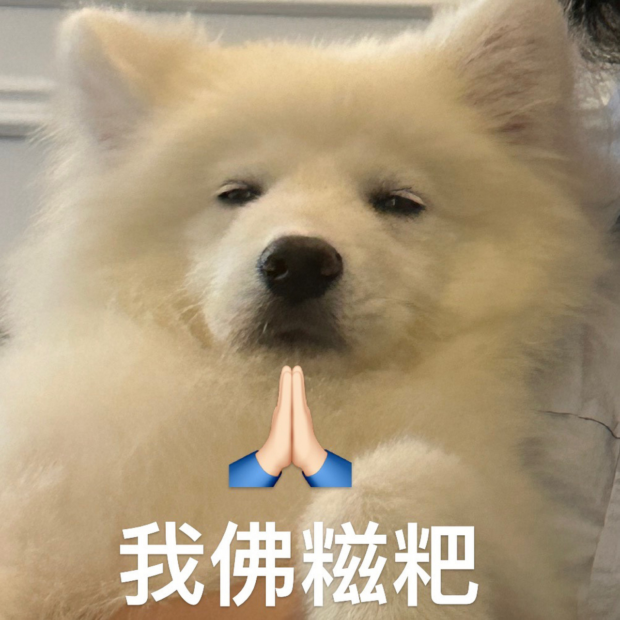 墩师傅表情包第六弹 耶耶表情包