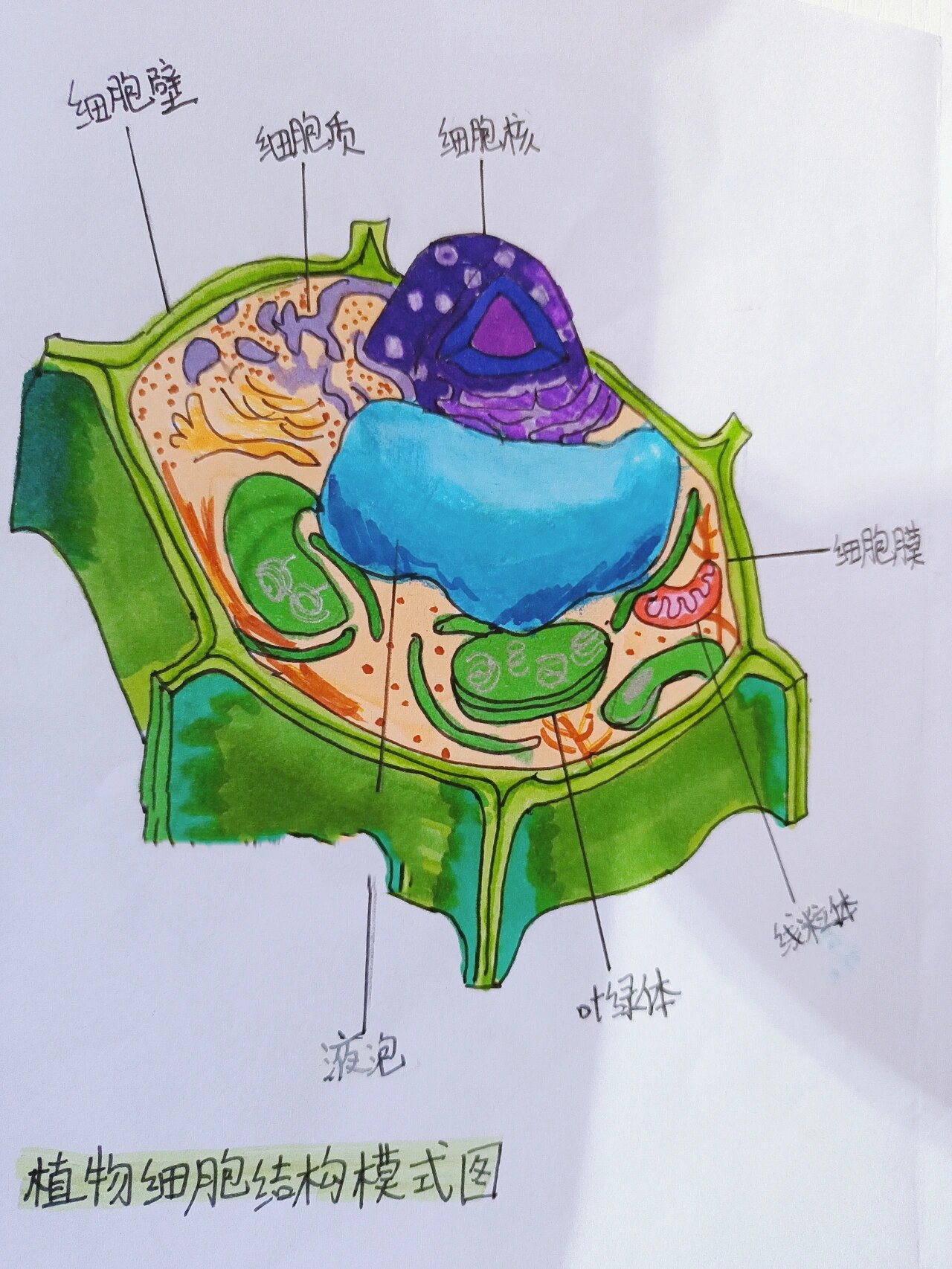 生物动植物细胞结构模式图