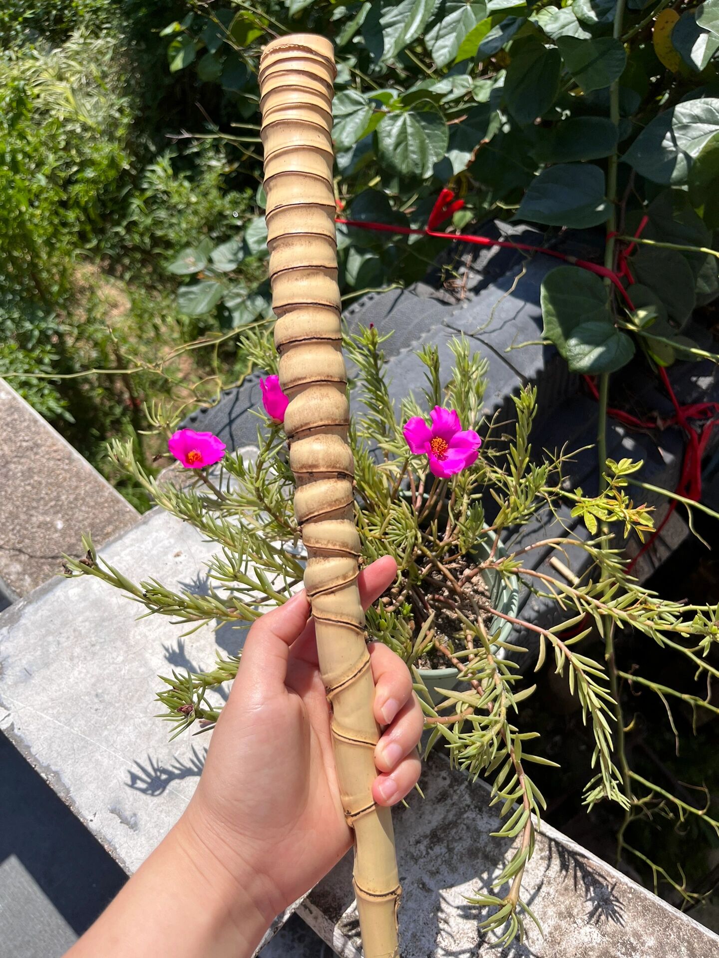 好家伙喜欢罗汉竹的进