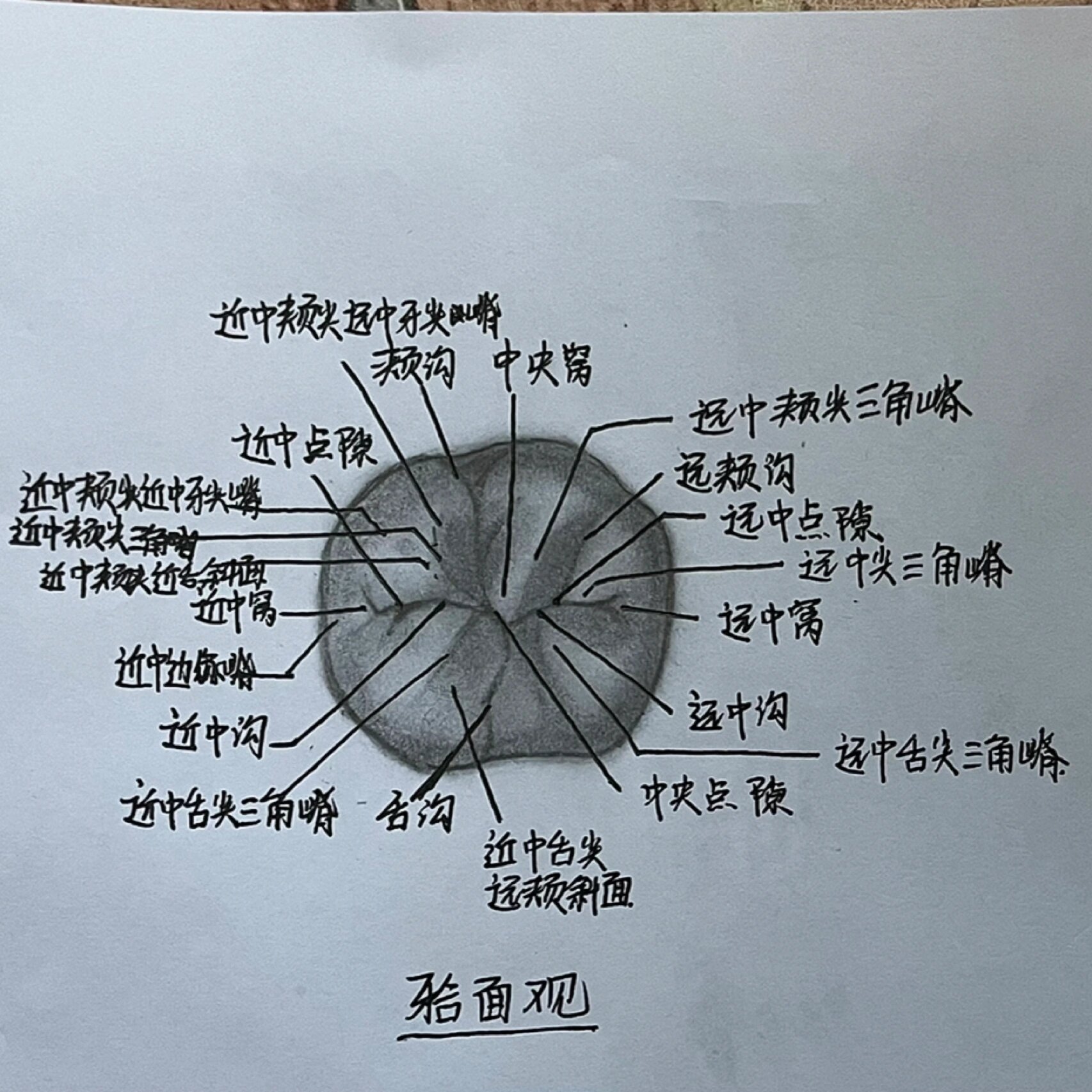 牙本质绘图图片