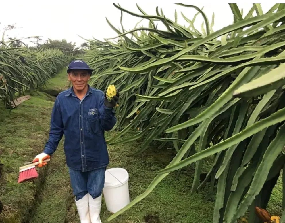 燕窝果种植风险图片