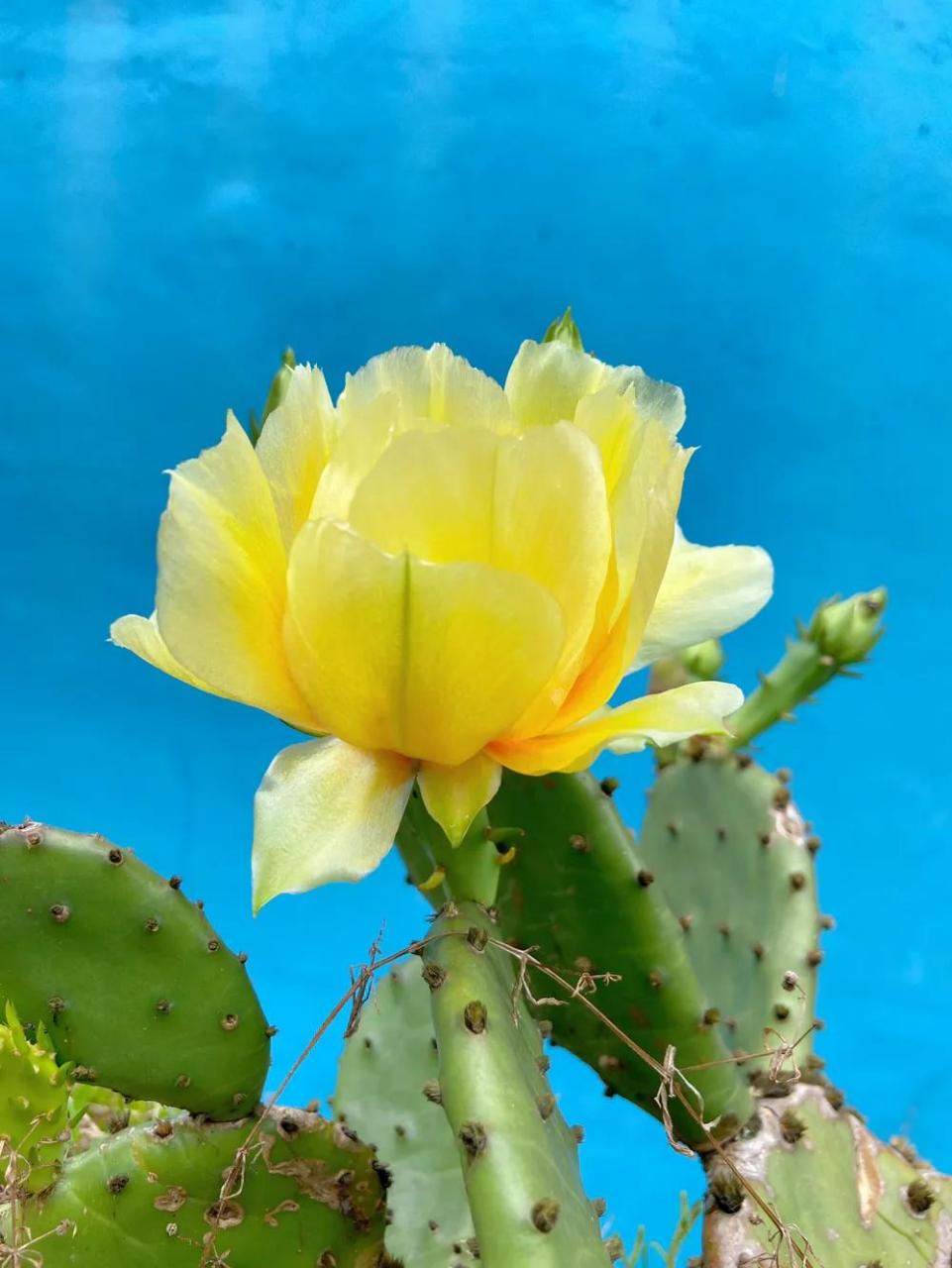 养了两年半的仙人掌开花了,但是不知道仙人掌的花语是什么,知道的小