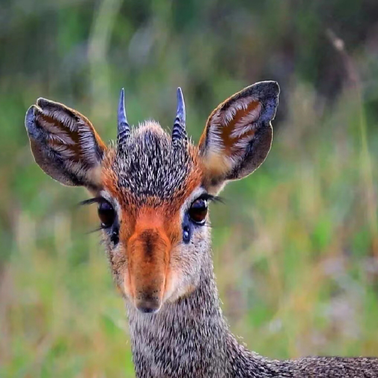 最漂亮的羚羊——犬羚       灵动的大眼睛,高高的翘鼻尖,浓密的睫毛