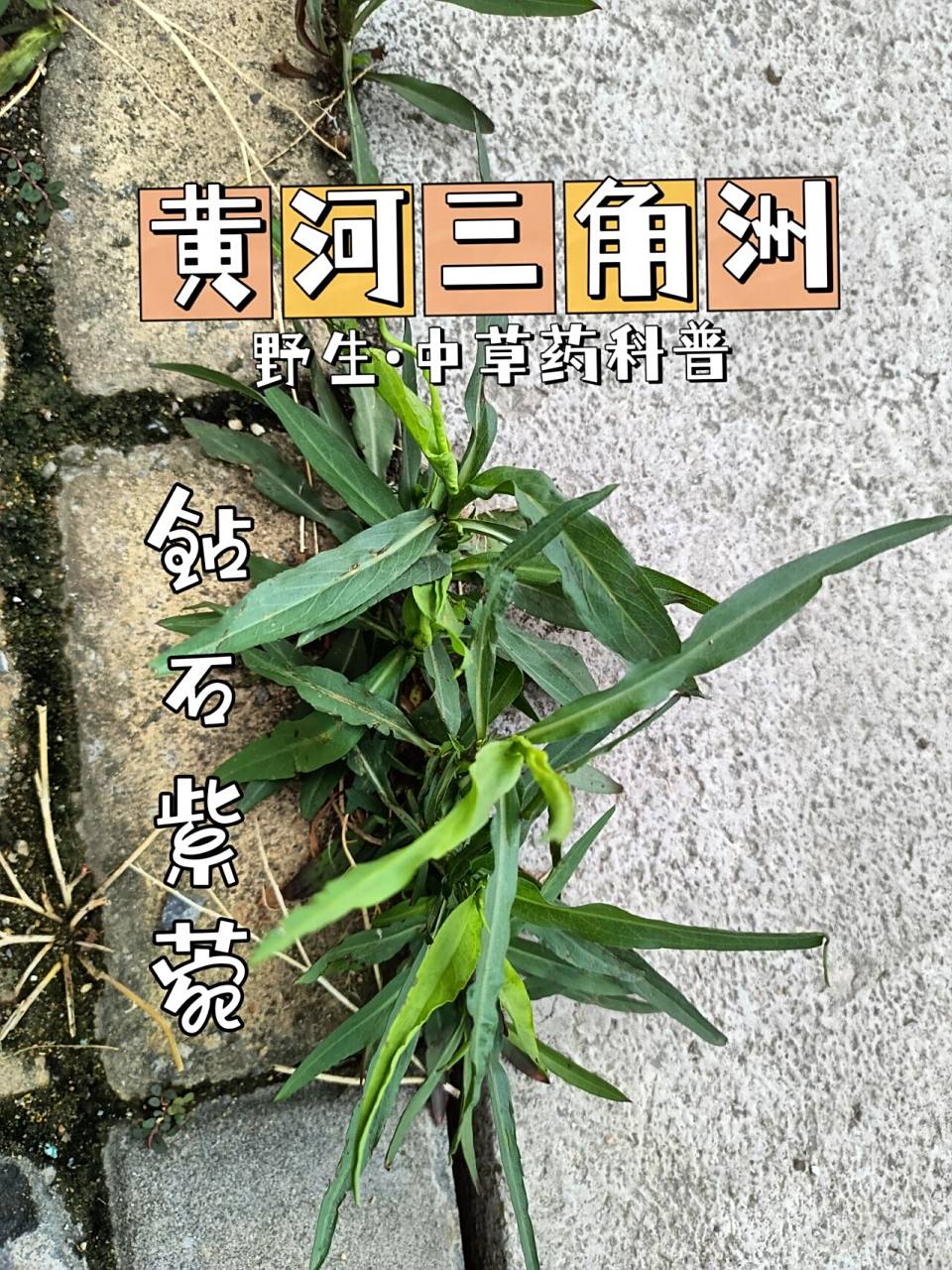 钻石紫菀又叫剪刀菜 钻石紫菀又叫剪刀菜,燕尾菜,九龙箭等,作为中药的