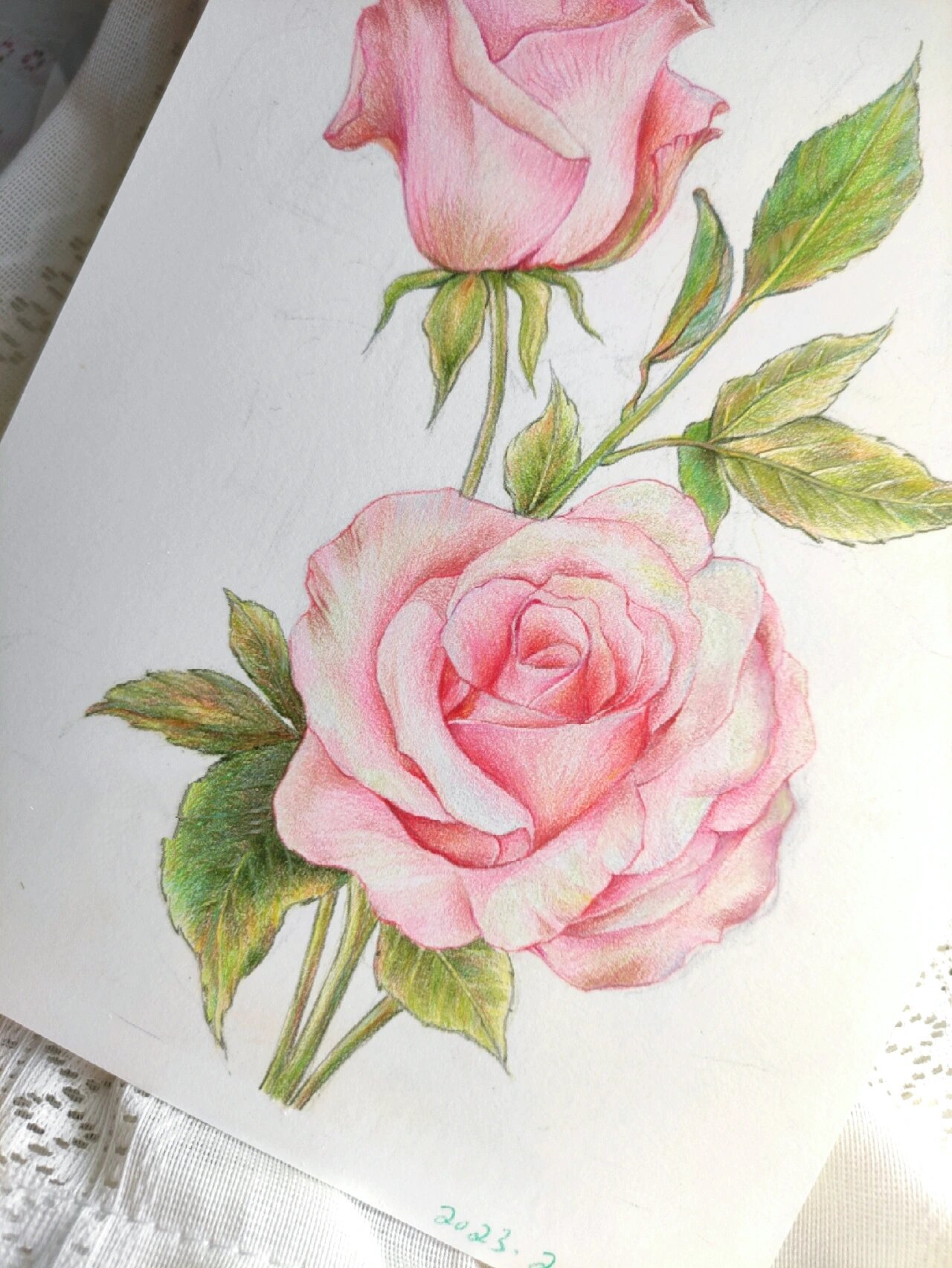 彩铅手绘画 适合初学的花卉 附线稿素材