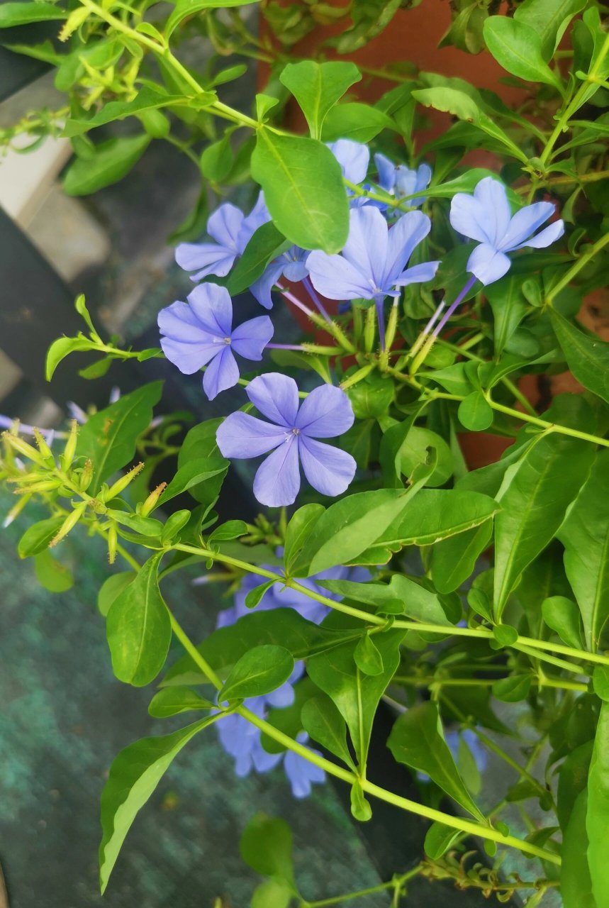 蓝雪花为什么会叶子焦掉杆子发黑 求助一下广大的花友 我的蓝雪花