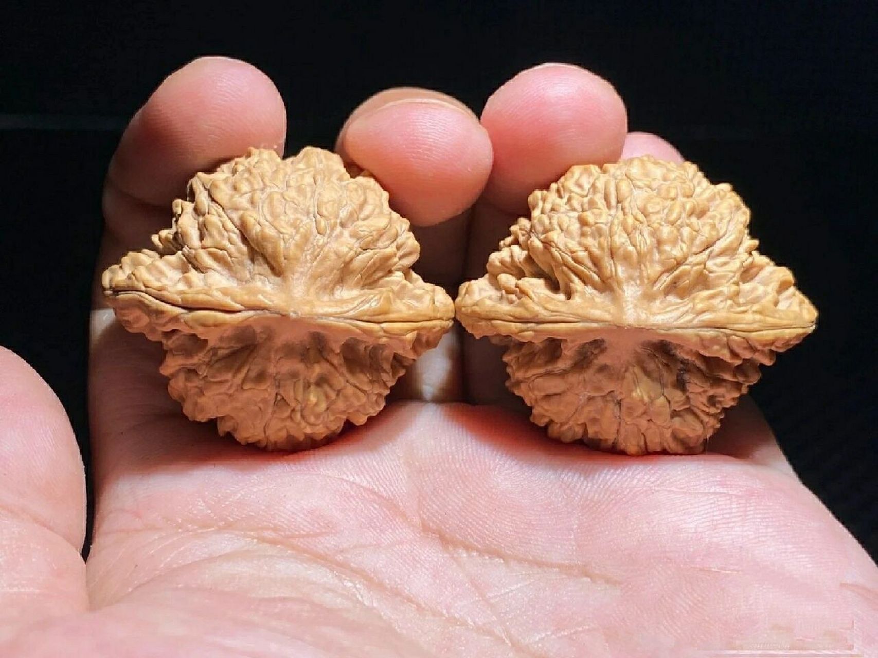 文玩核桃讲解之[霞云岭狮子头] 取名:霞云岭是一款以产地命名的狮子头