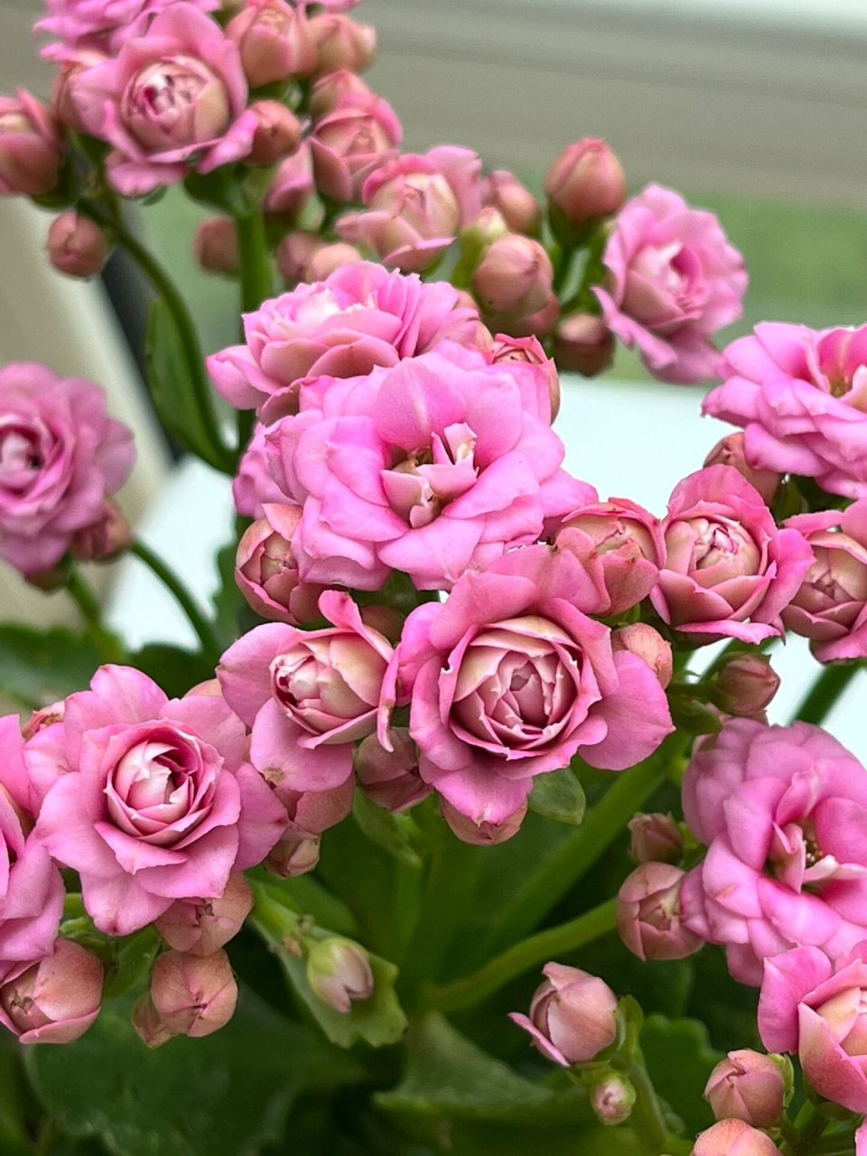 长寿花(21)莉莉安