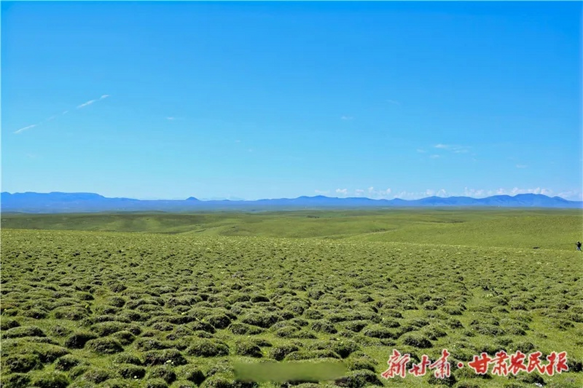 美仁大草原,位于甘南州合作市东,是青藏高原特有的高山草甸草原地貌
