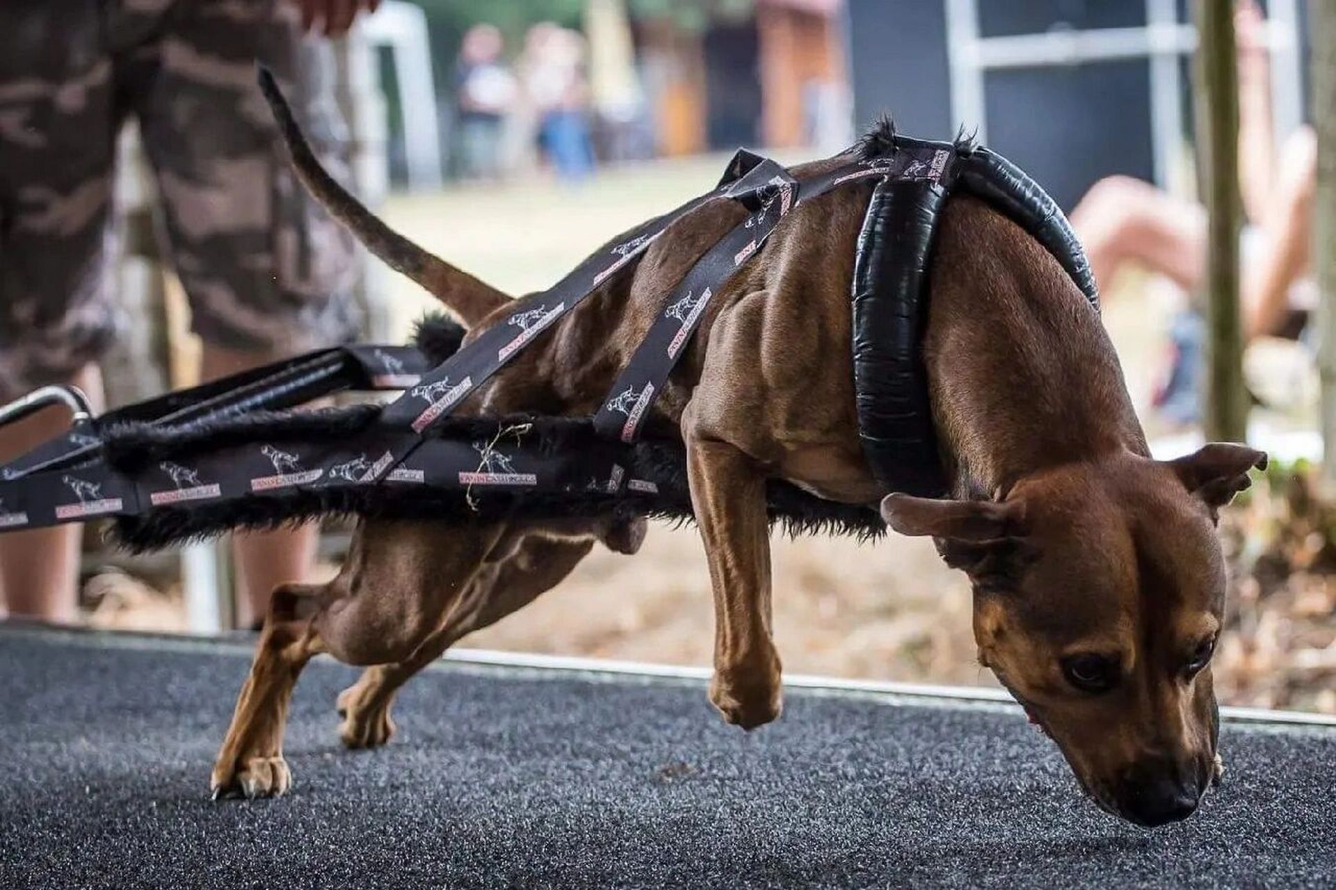 比特犬pitbull 如果动物光吃不胖 那它肚子里一定有了寄生虫 67如果