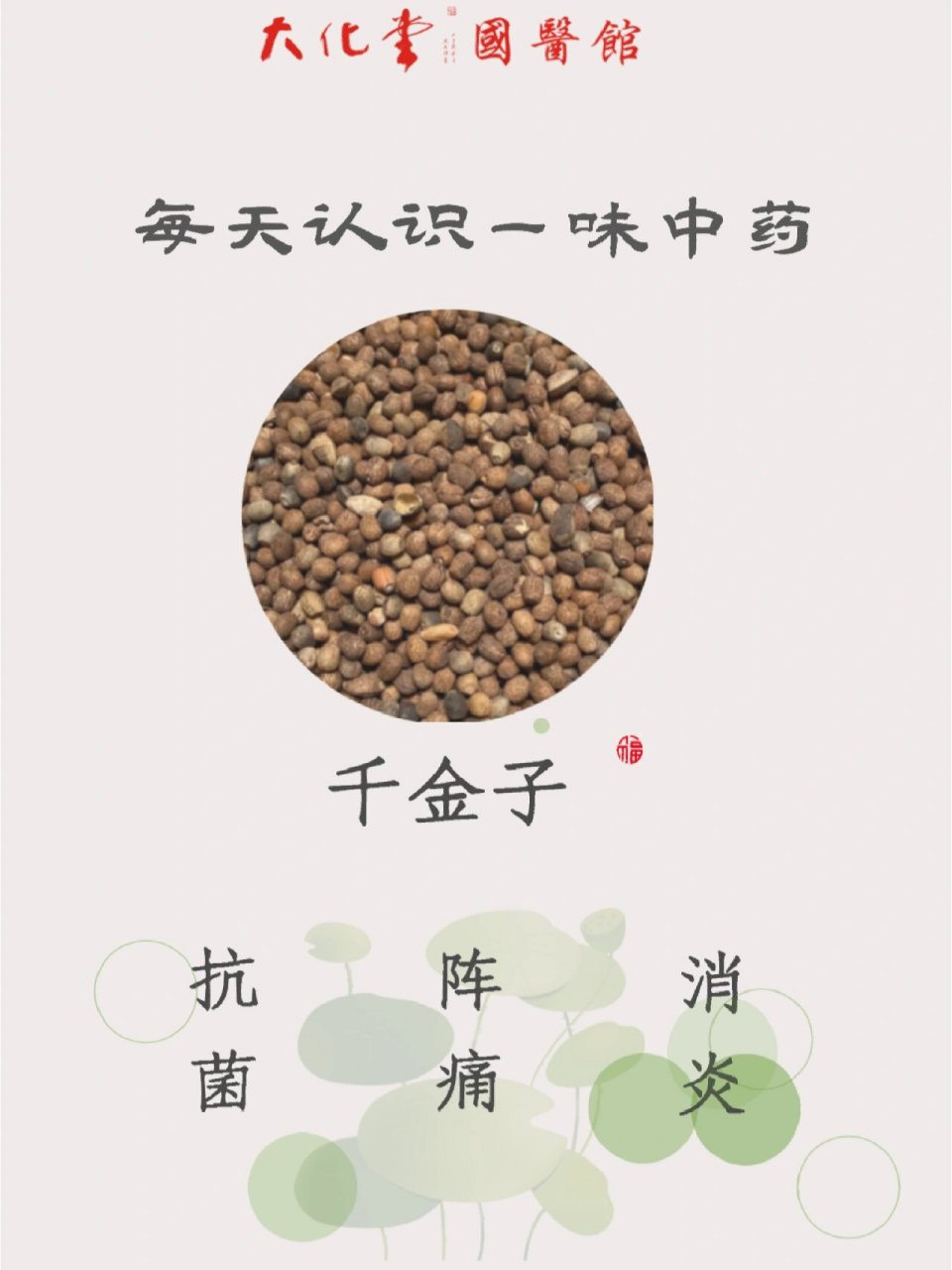 每天认识一中药91千金子93抗菌阵痛消炎 73功效 具有抗肿瘤,治