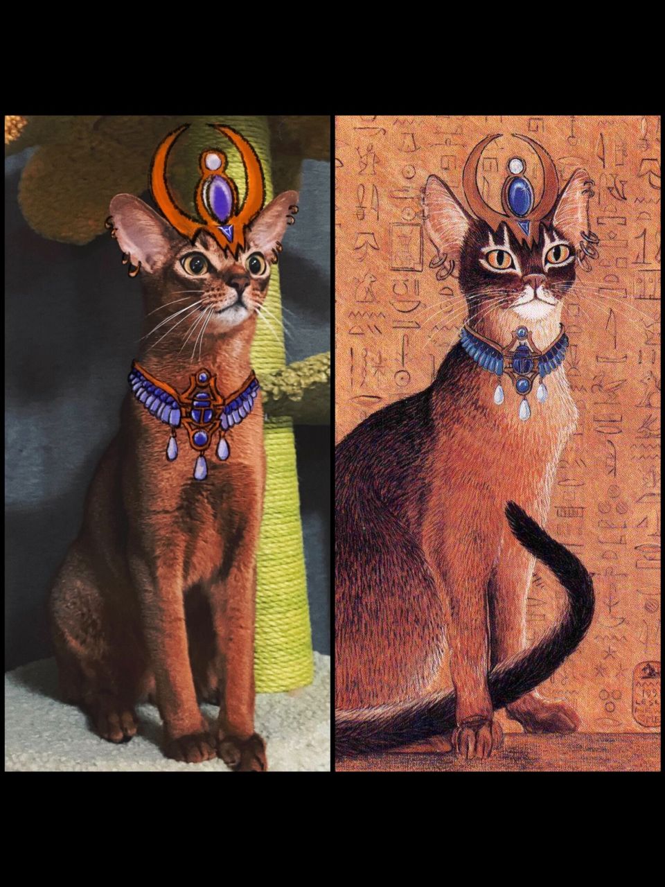 埃及壁画中走出来的法老猫93阿比西尼亚 好了  认祖归宗了 不能说是
