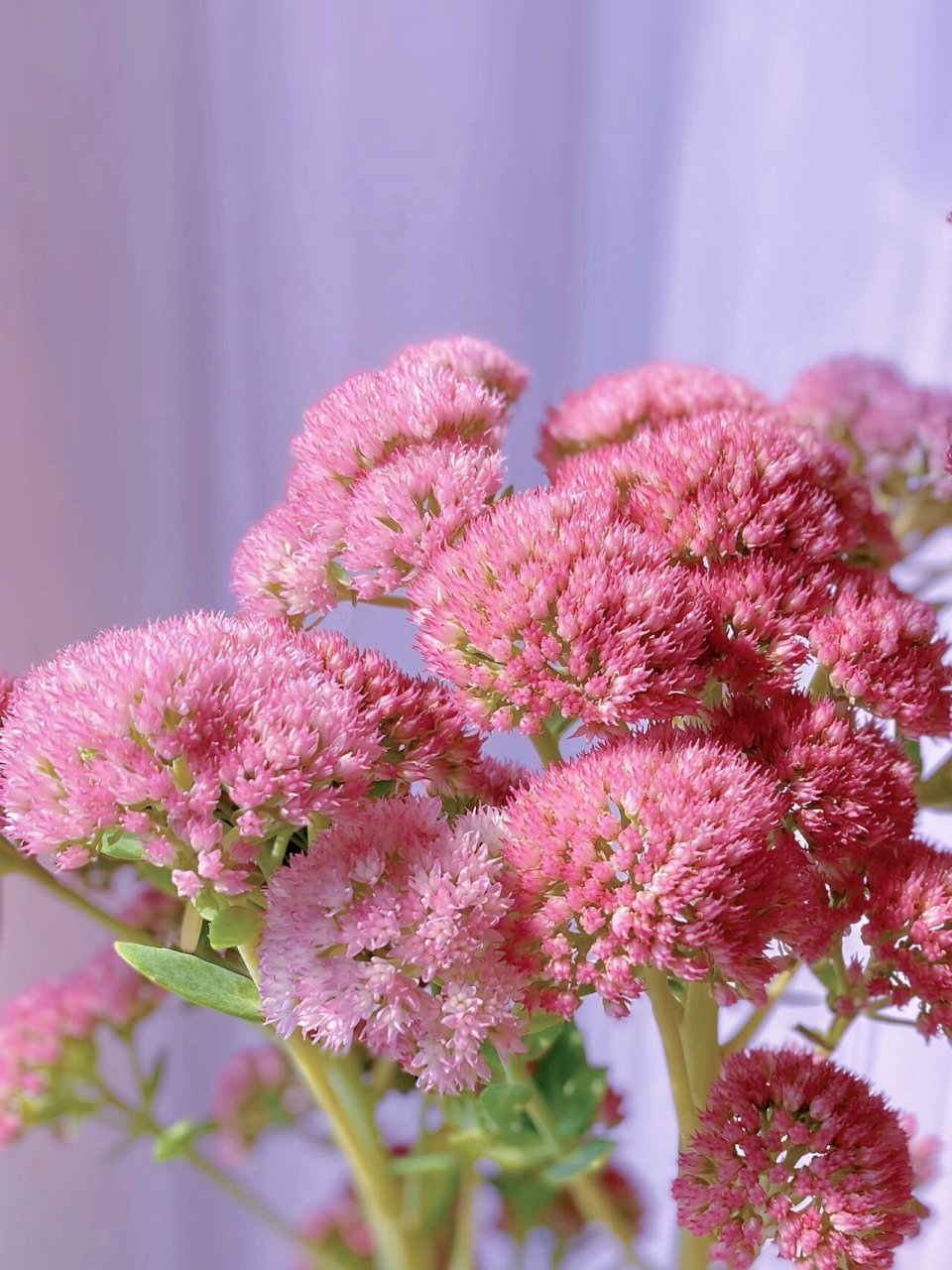 听说这个长得像马海毛的花能养到地老天荒 景天:八宝景天,又叫华丽