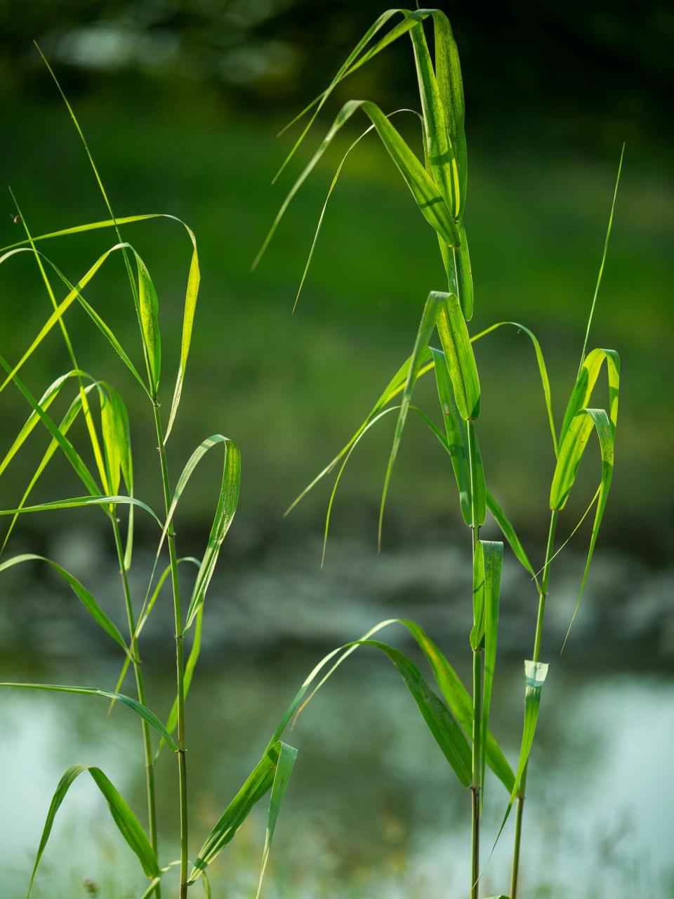 大自然# #立夏# #芦苇